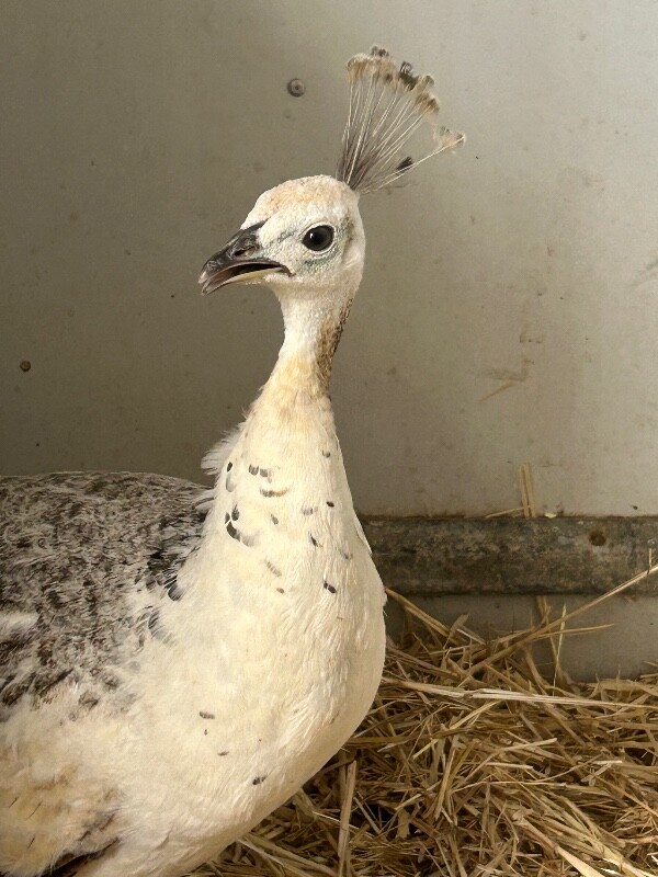 Picture of the Animal Listed