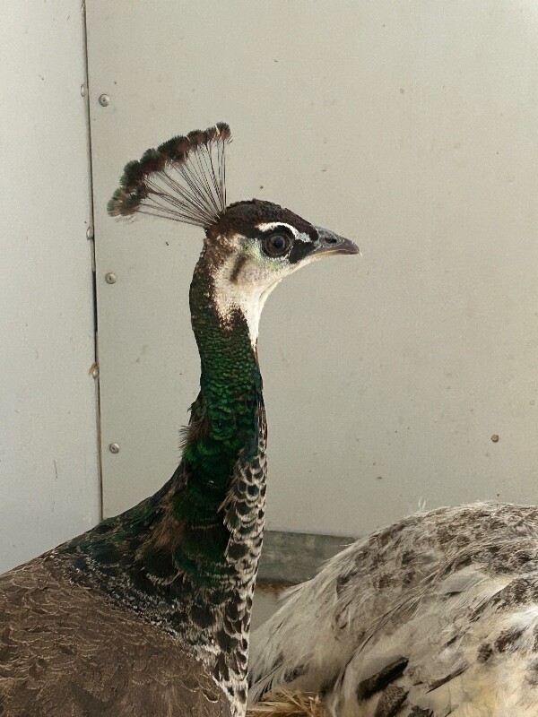 Picture of the Animal Listed