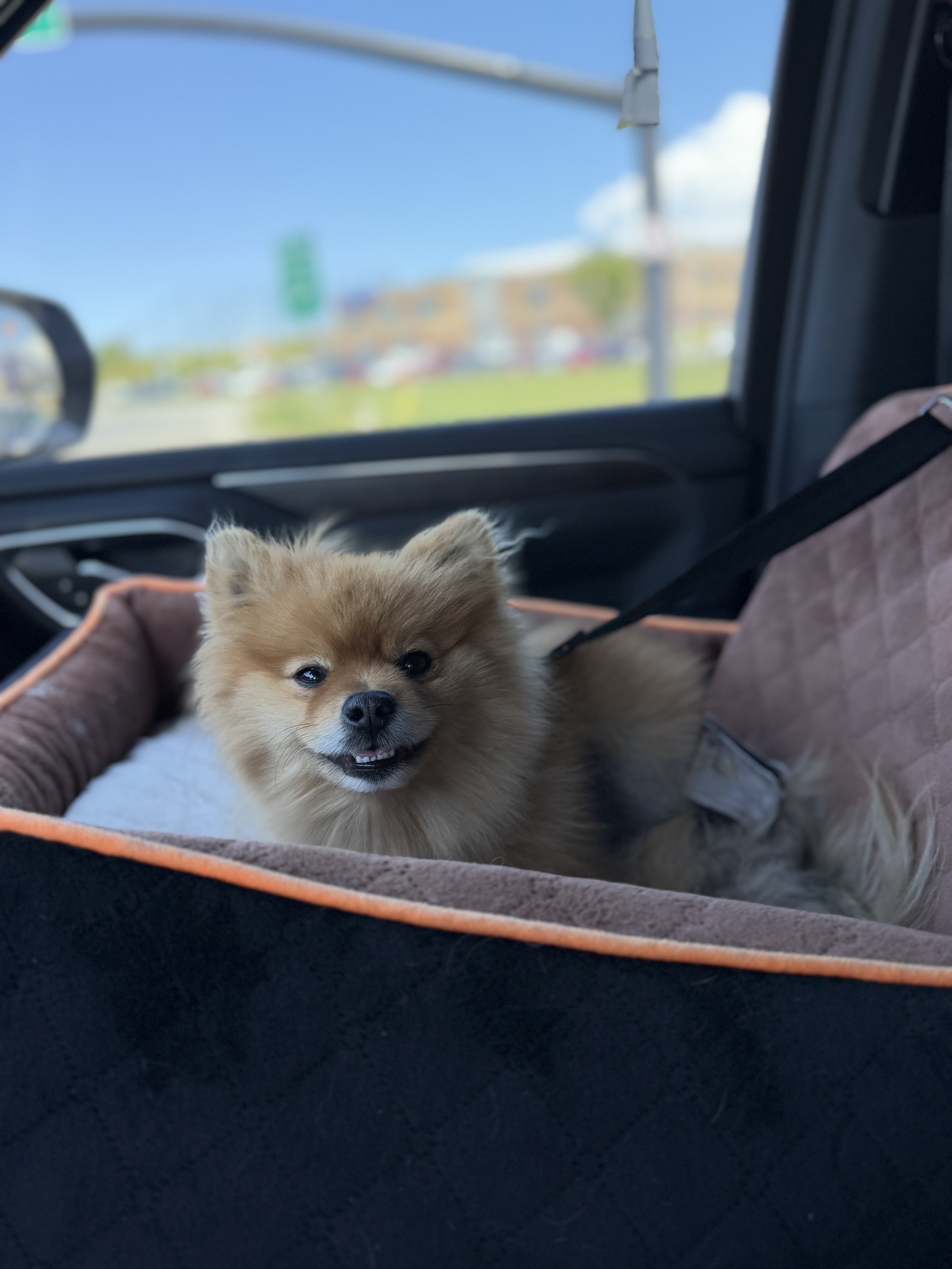 Picture of the Animal Listed
