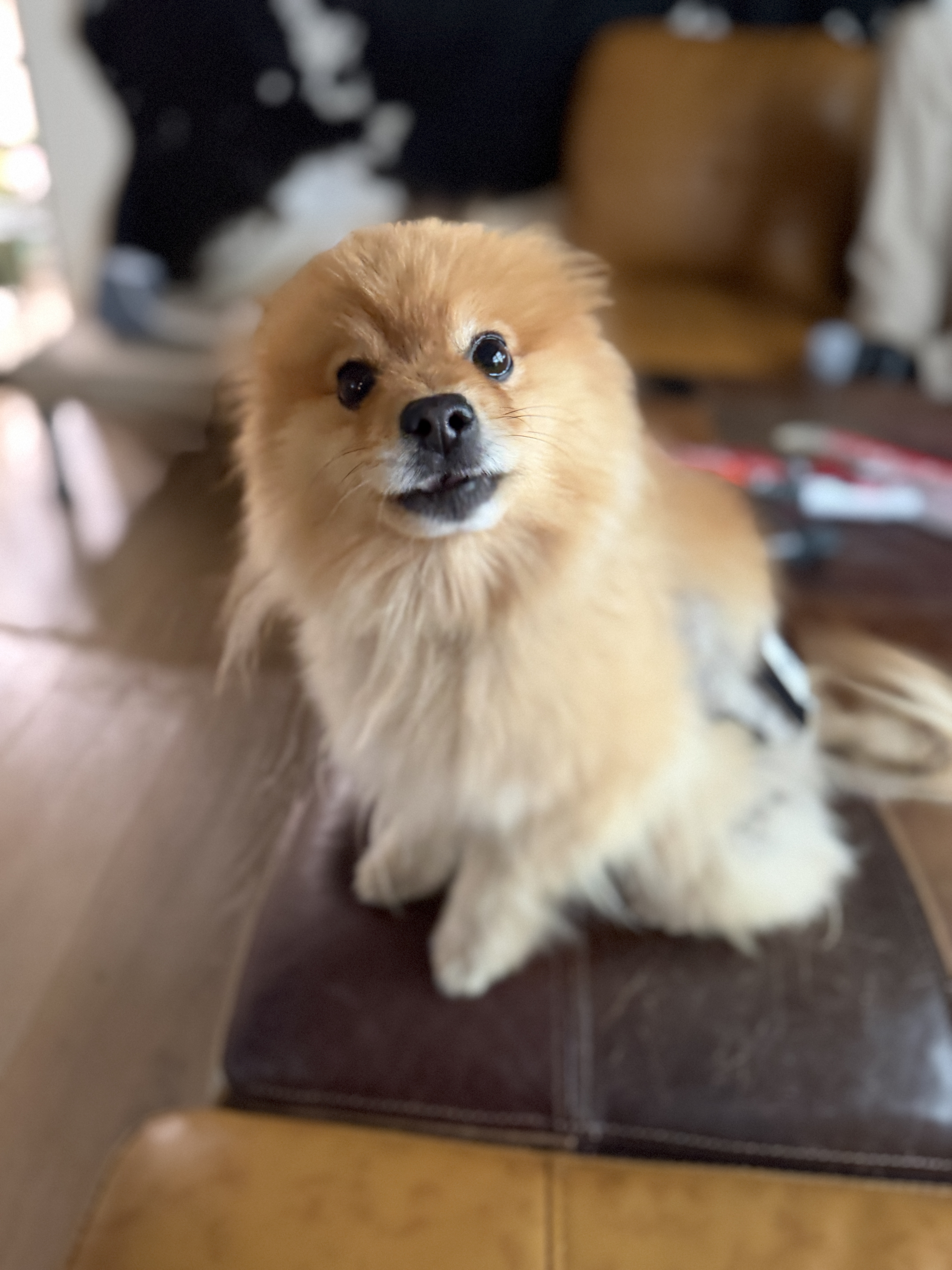 Picture of the Animal Listed