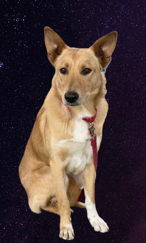 Picture of the Animal Listed
