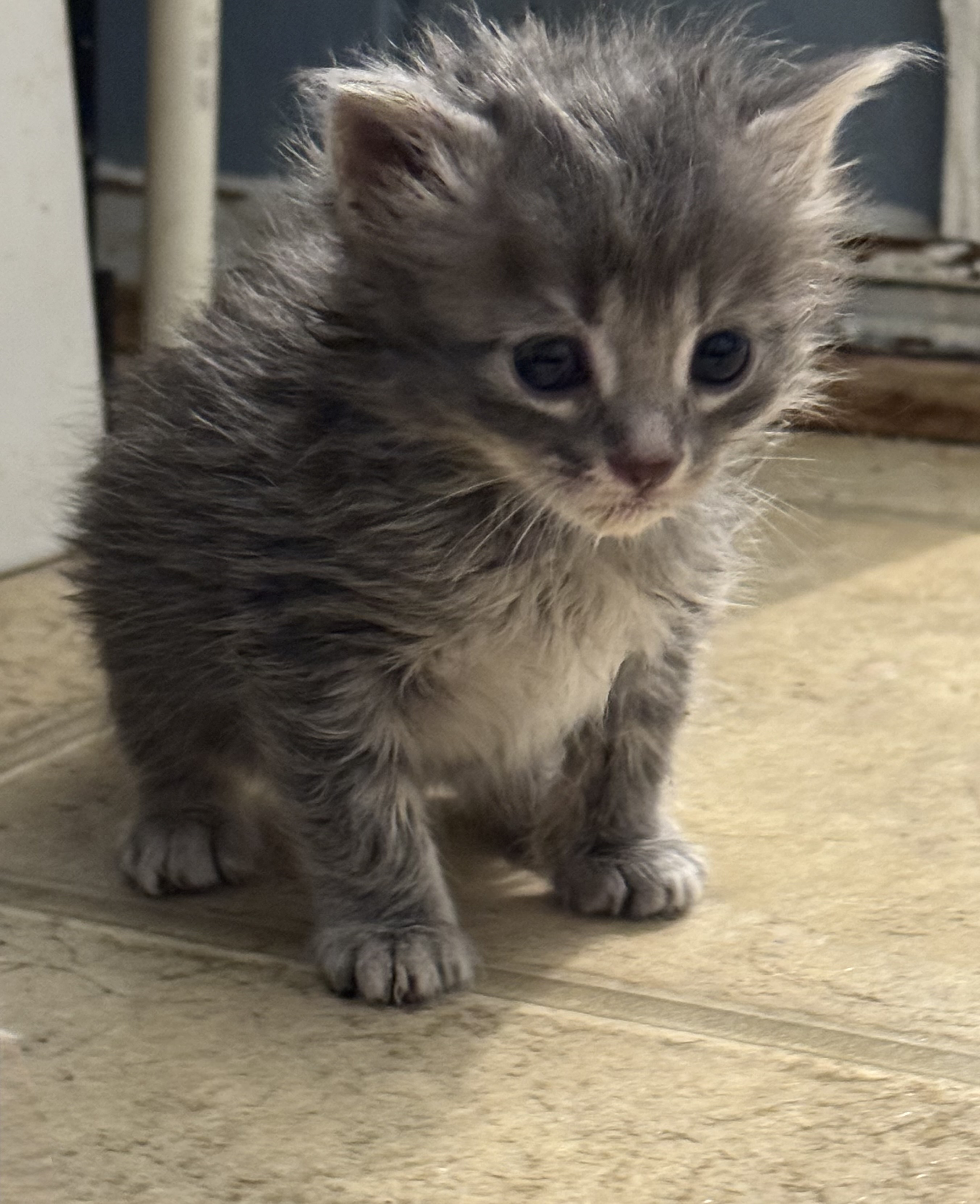 Picture of the Animal Listed