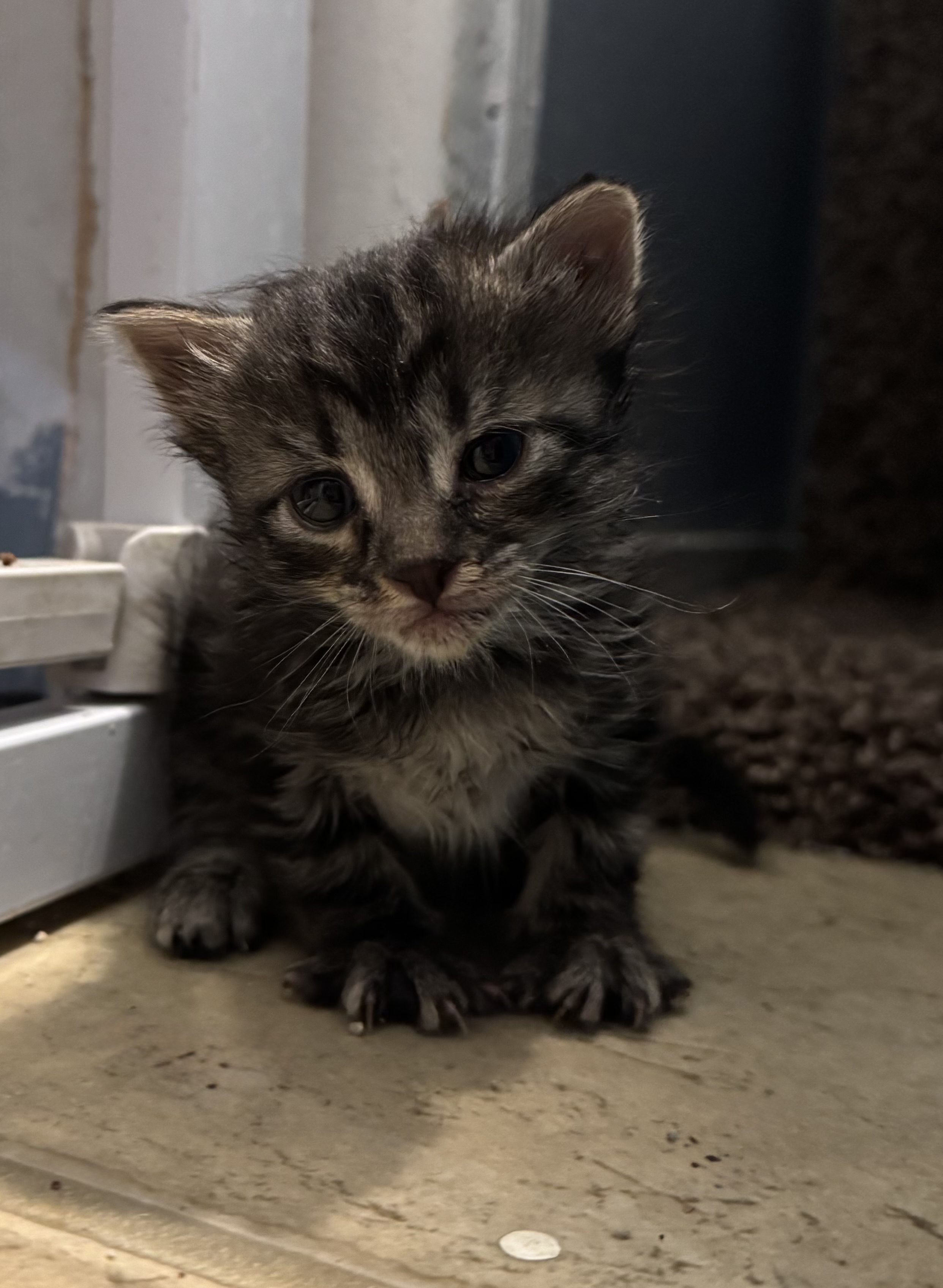 Picture of the Animal Listed