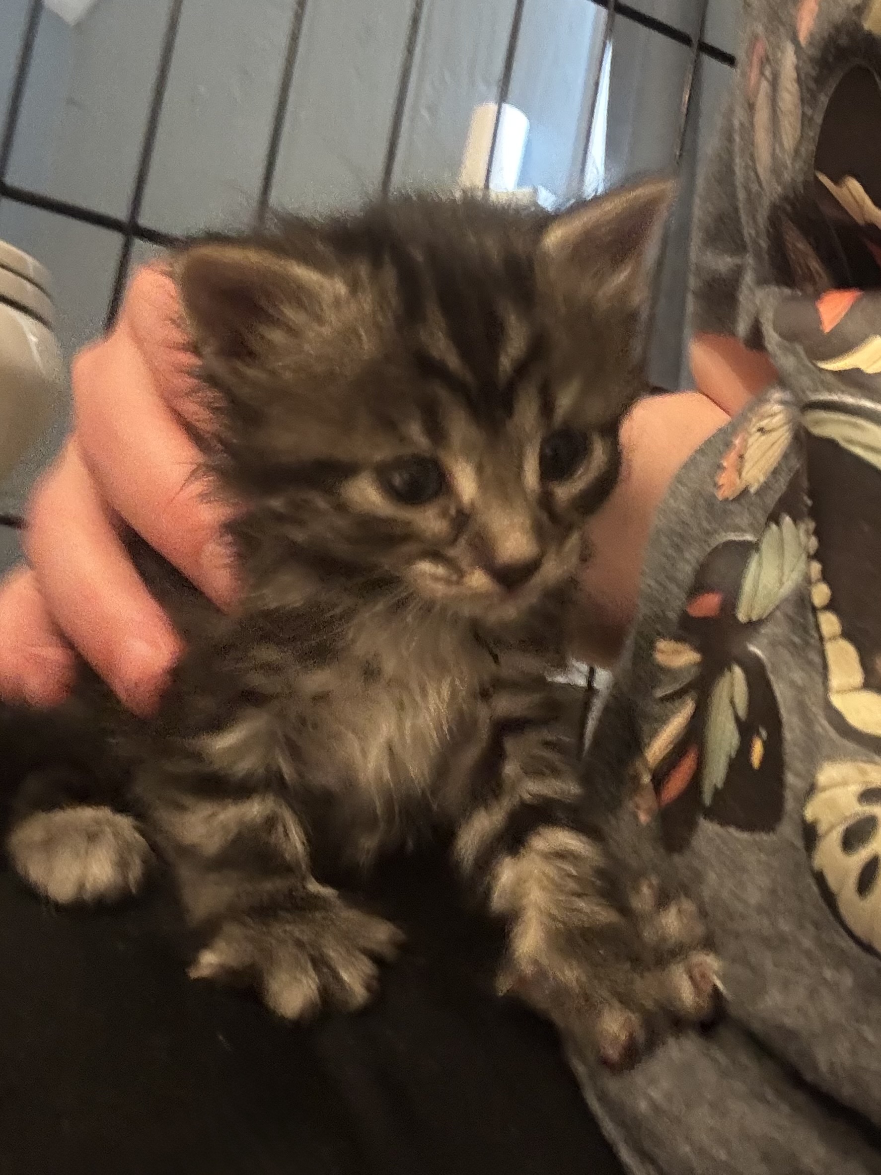 Picture of the Animal Listed