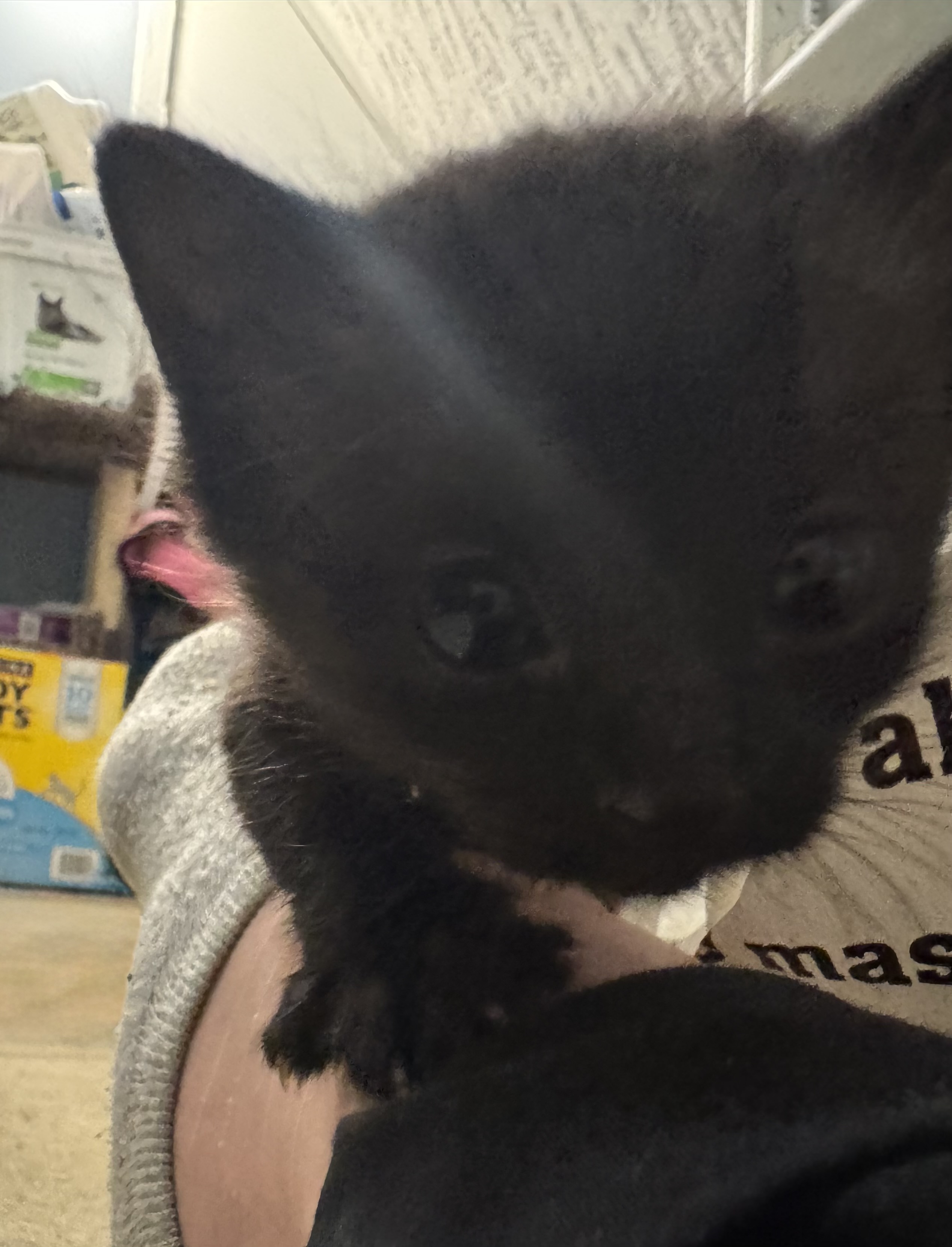 Picture of the Animal Listed