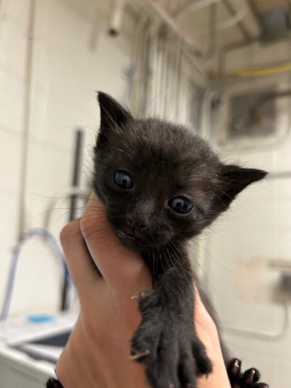 Picture of the Animal Listed