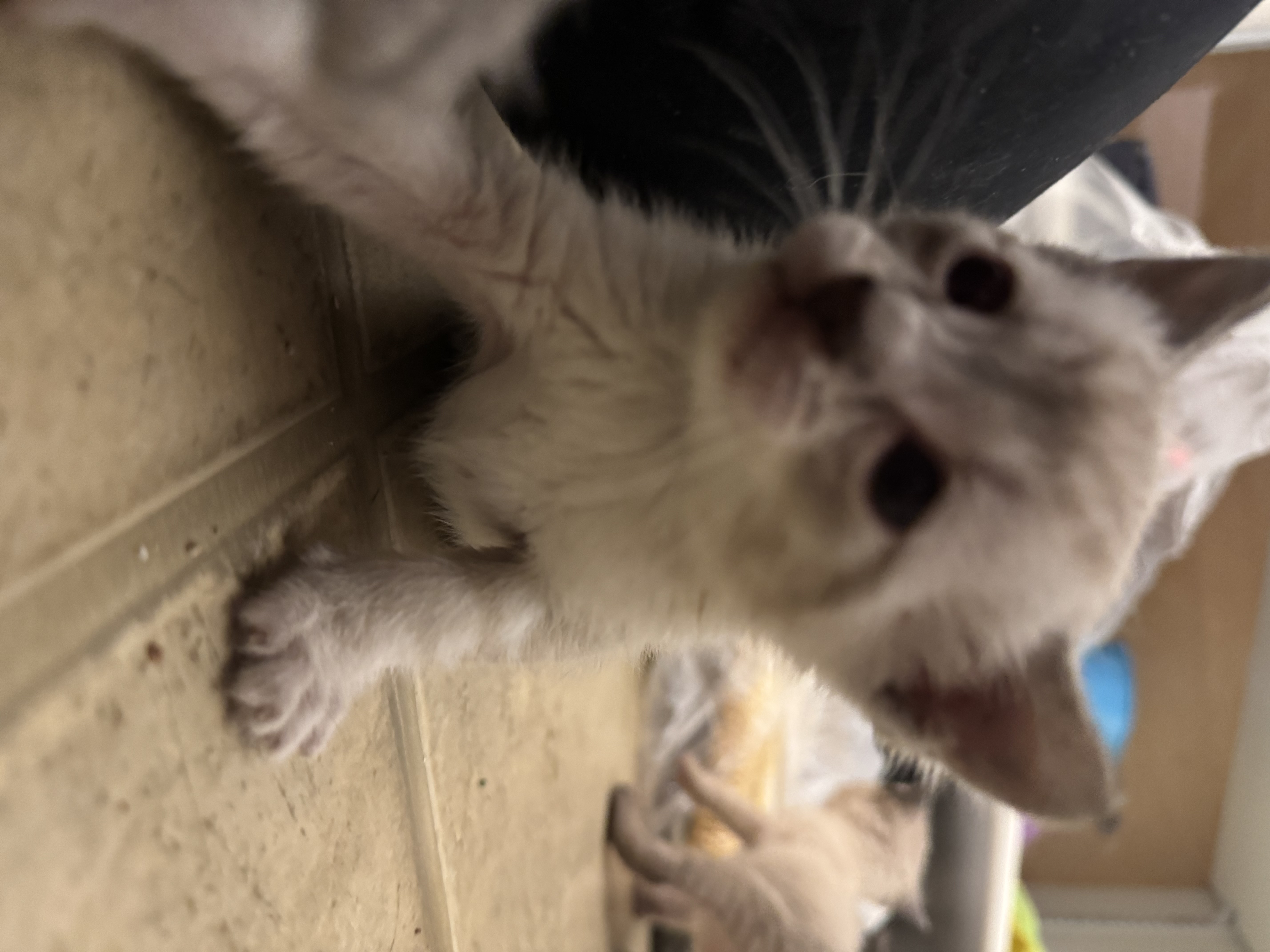 Picture of the Animal Listed