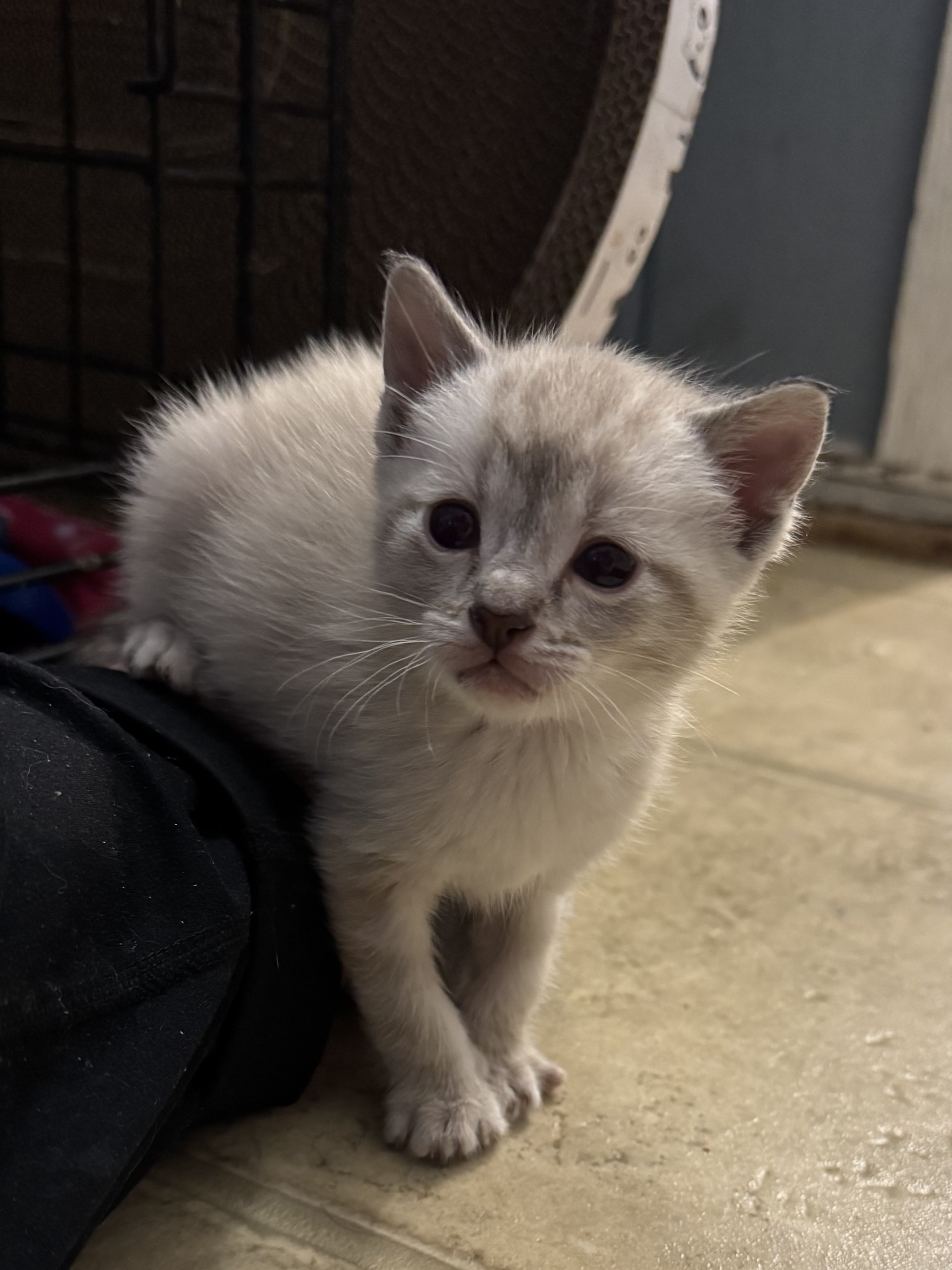 Picture of the Animal Listed