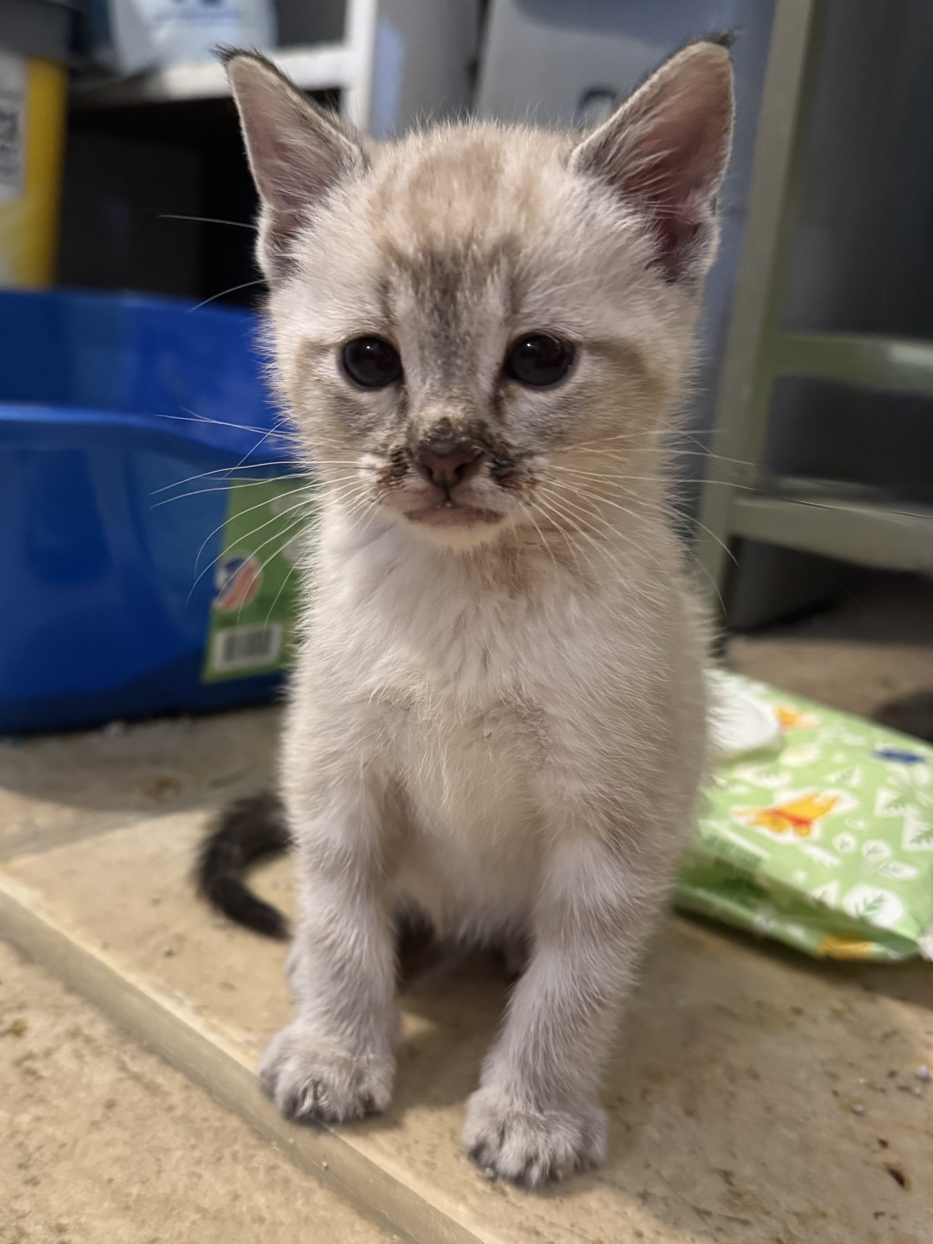 Picture of the Animal Listed