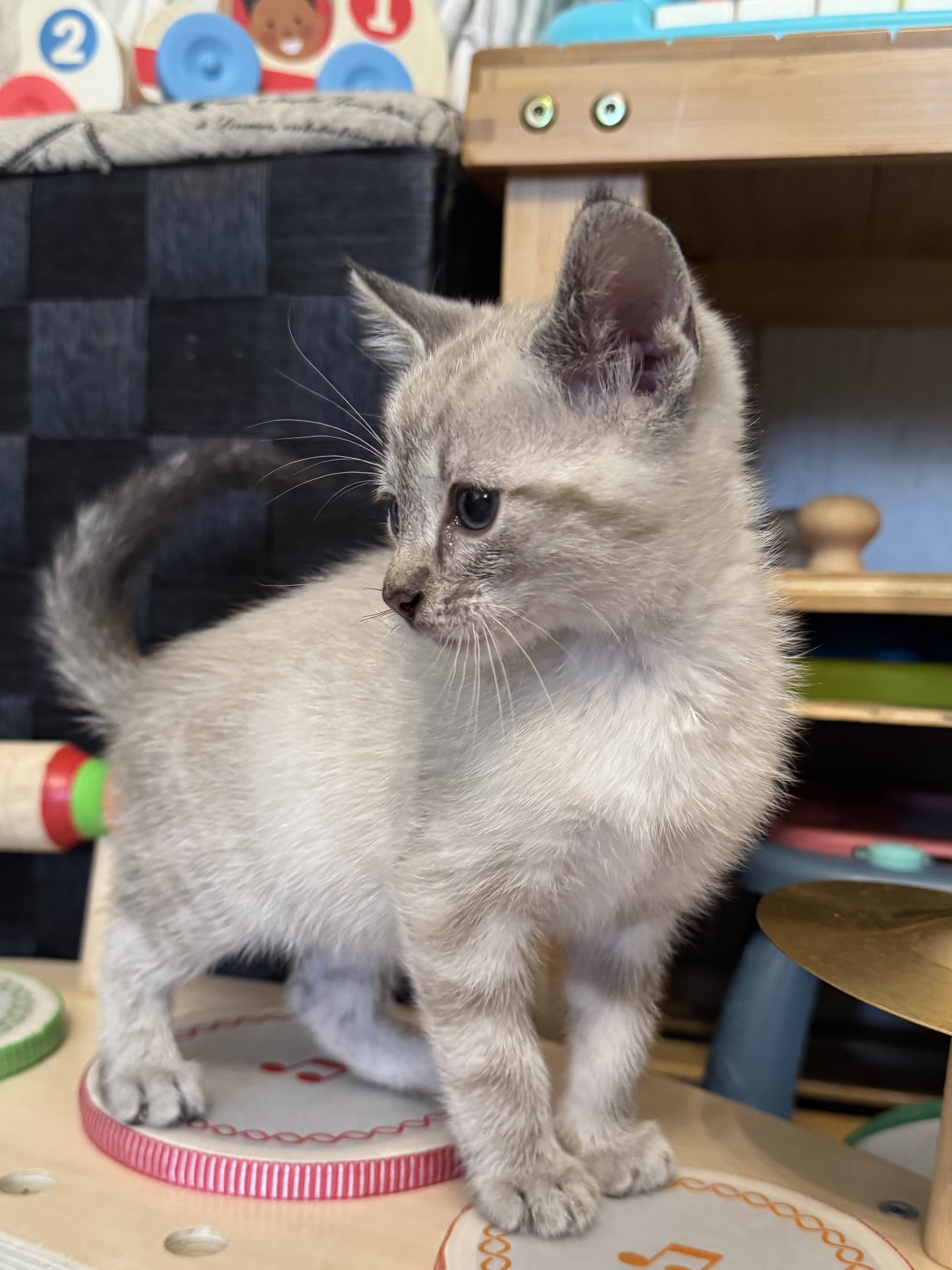 Picture of the Animal Listed