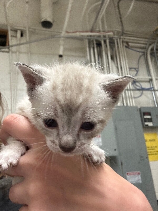 Picture of the Animal Listed