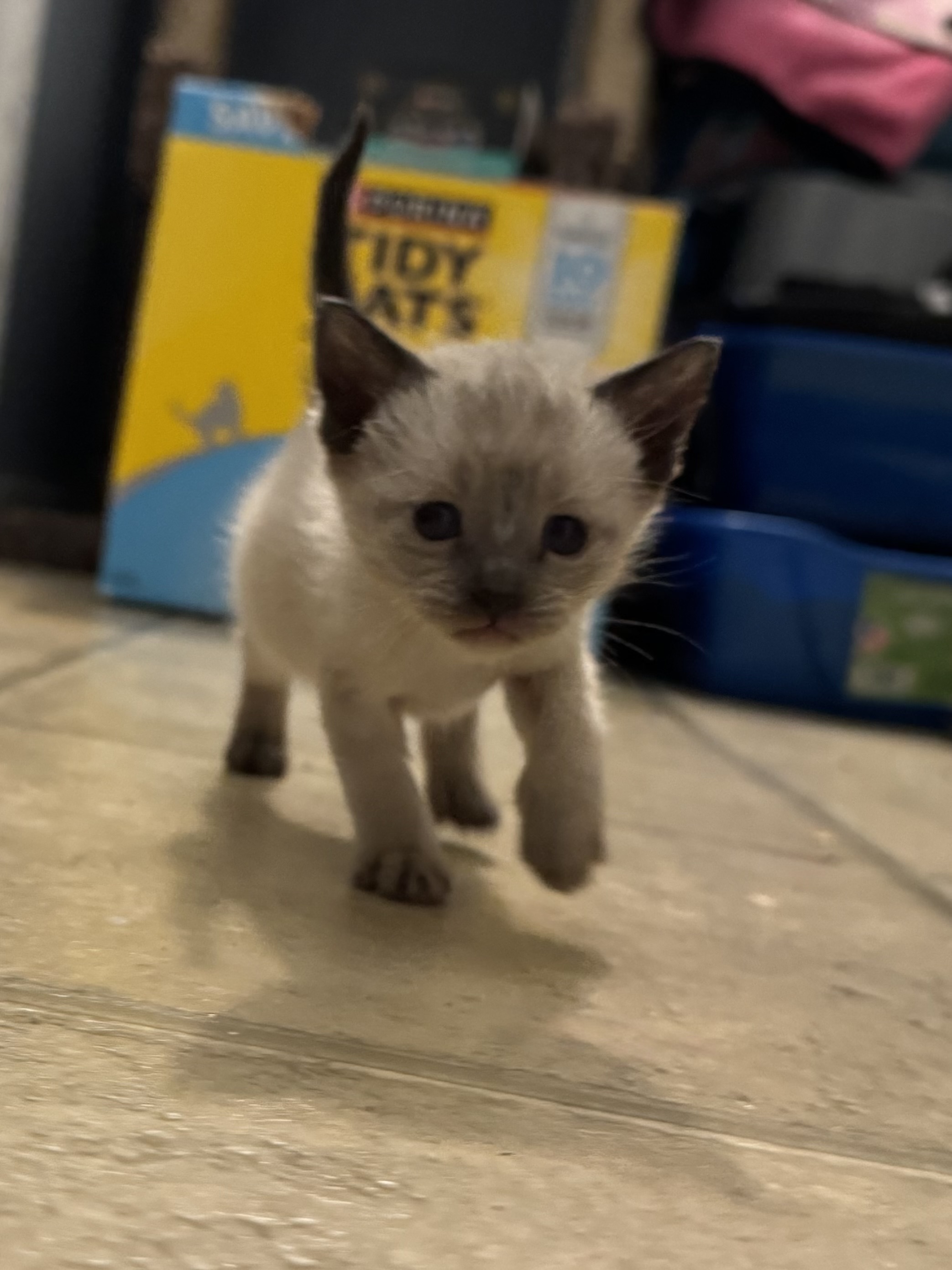 Picture of the Animal Listed