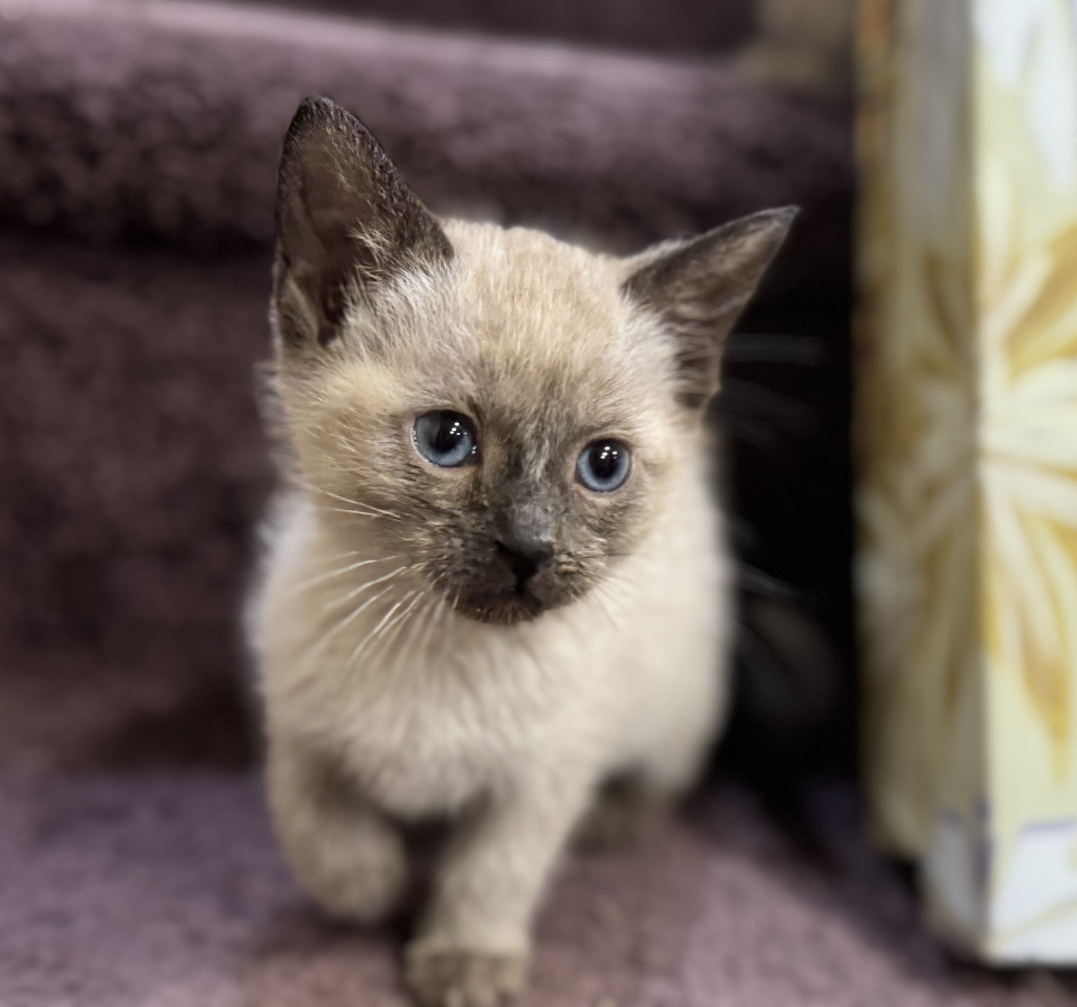 Picture of the Animal Listed