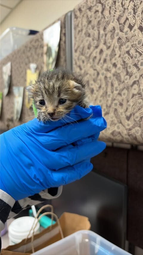 Picture of the Animal Listed