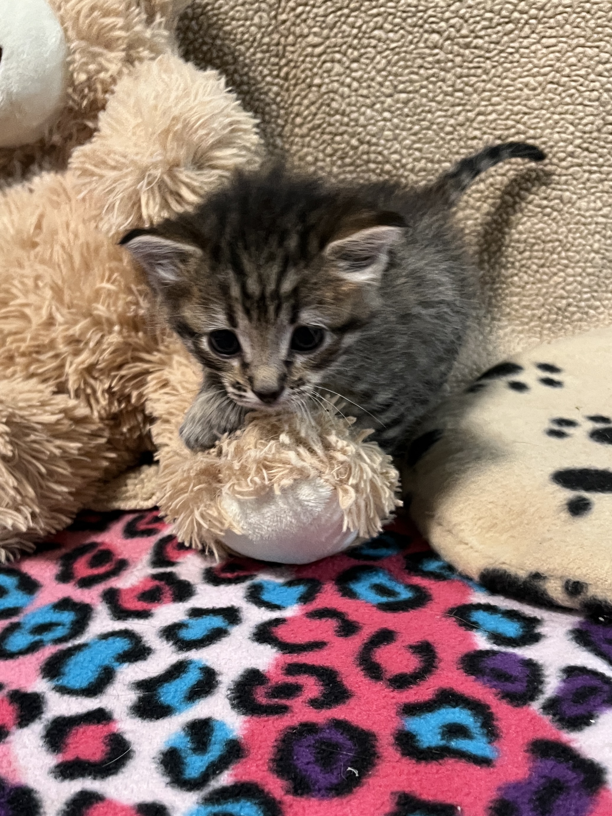 Picture of the Animal Listed