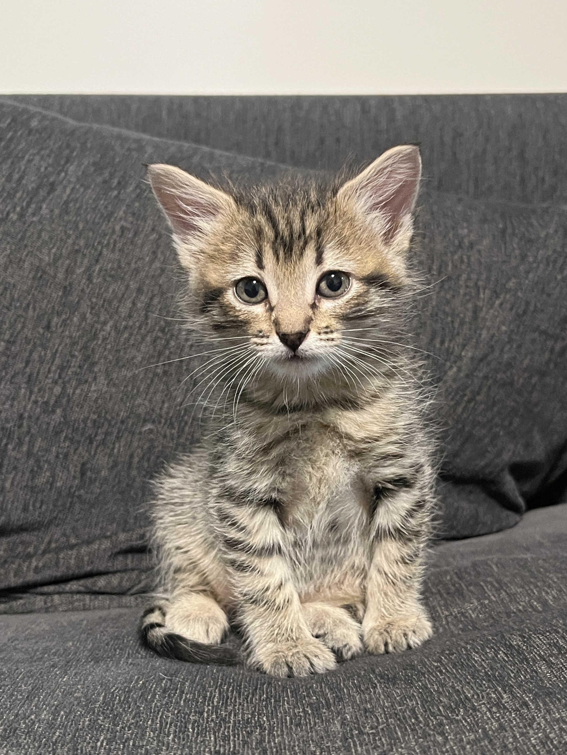 Picture of the Animal Listed
