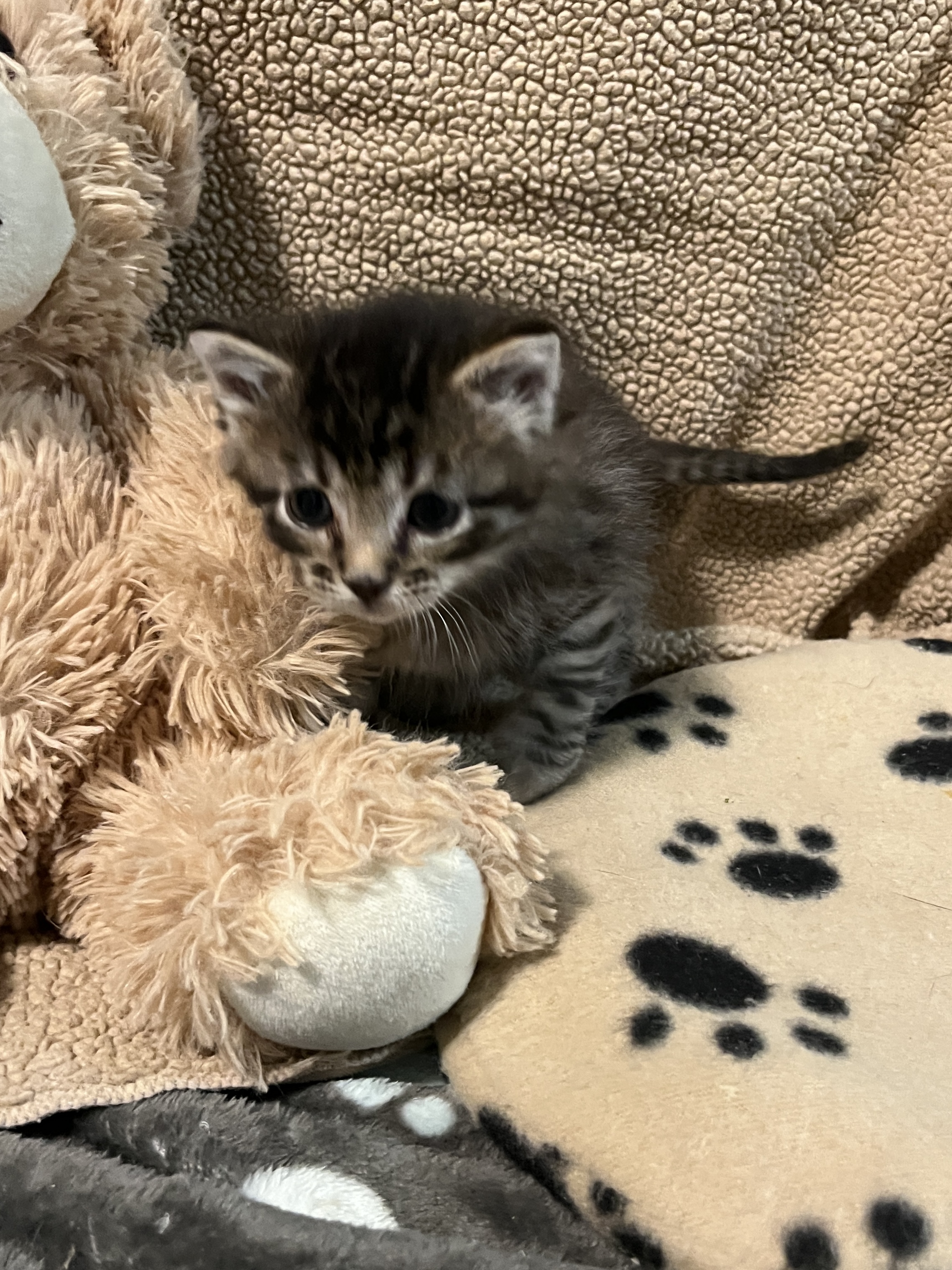 Picture of the Animal Listed