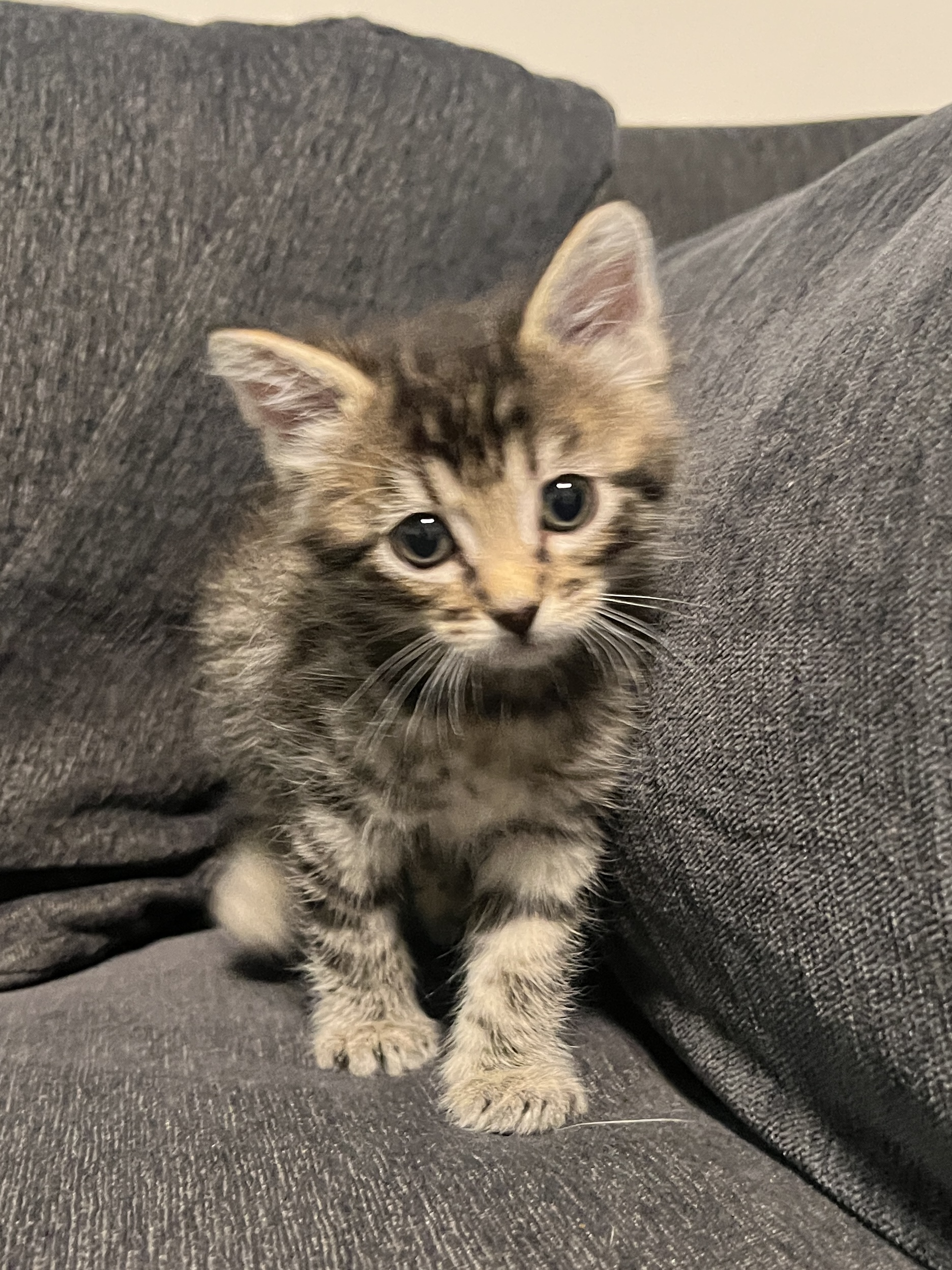Picture of the Animal Listed