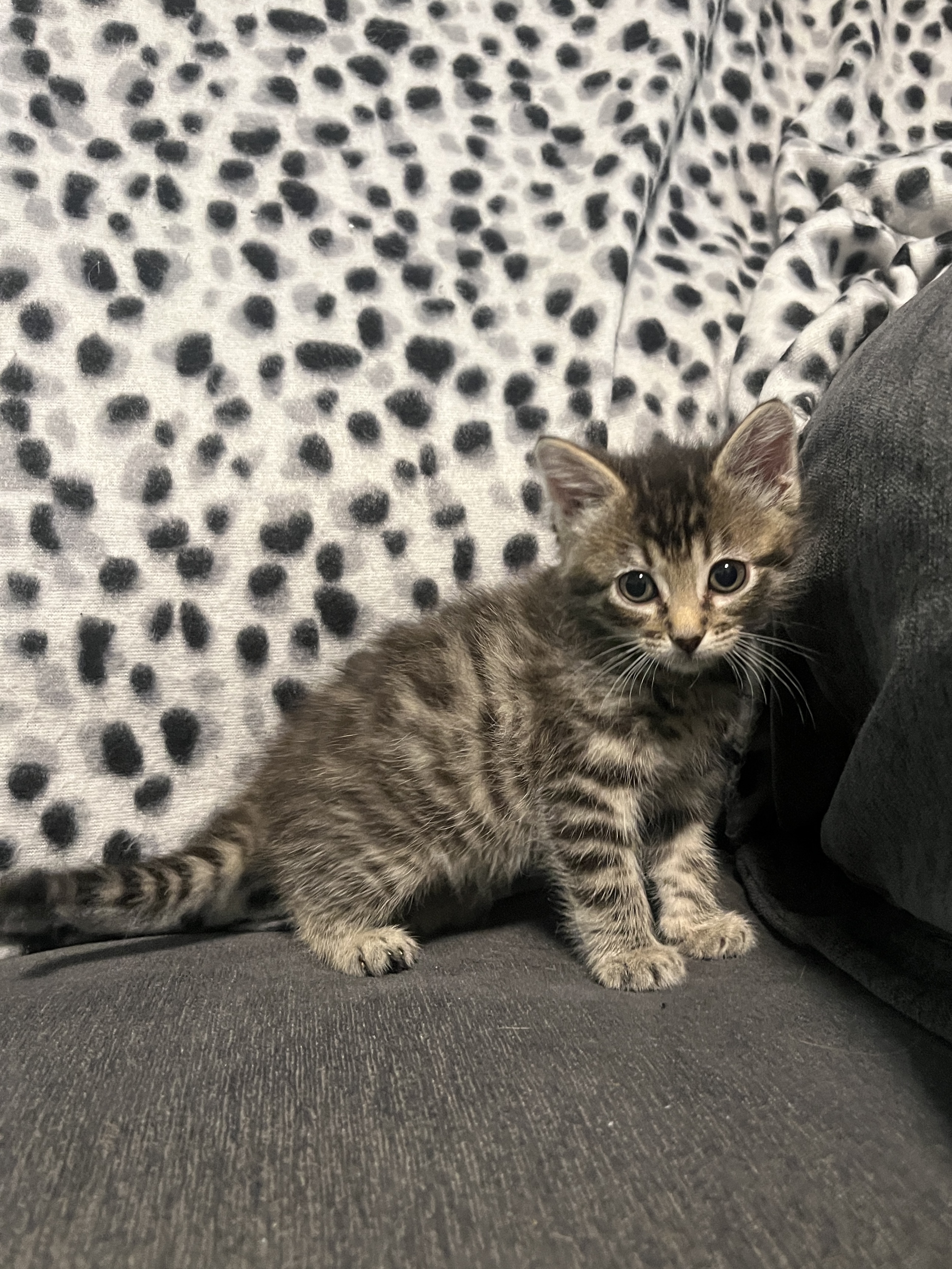 Picture of the Animal Listed