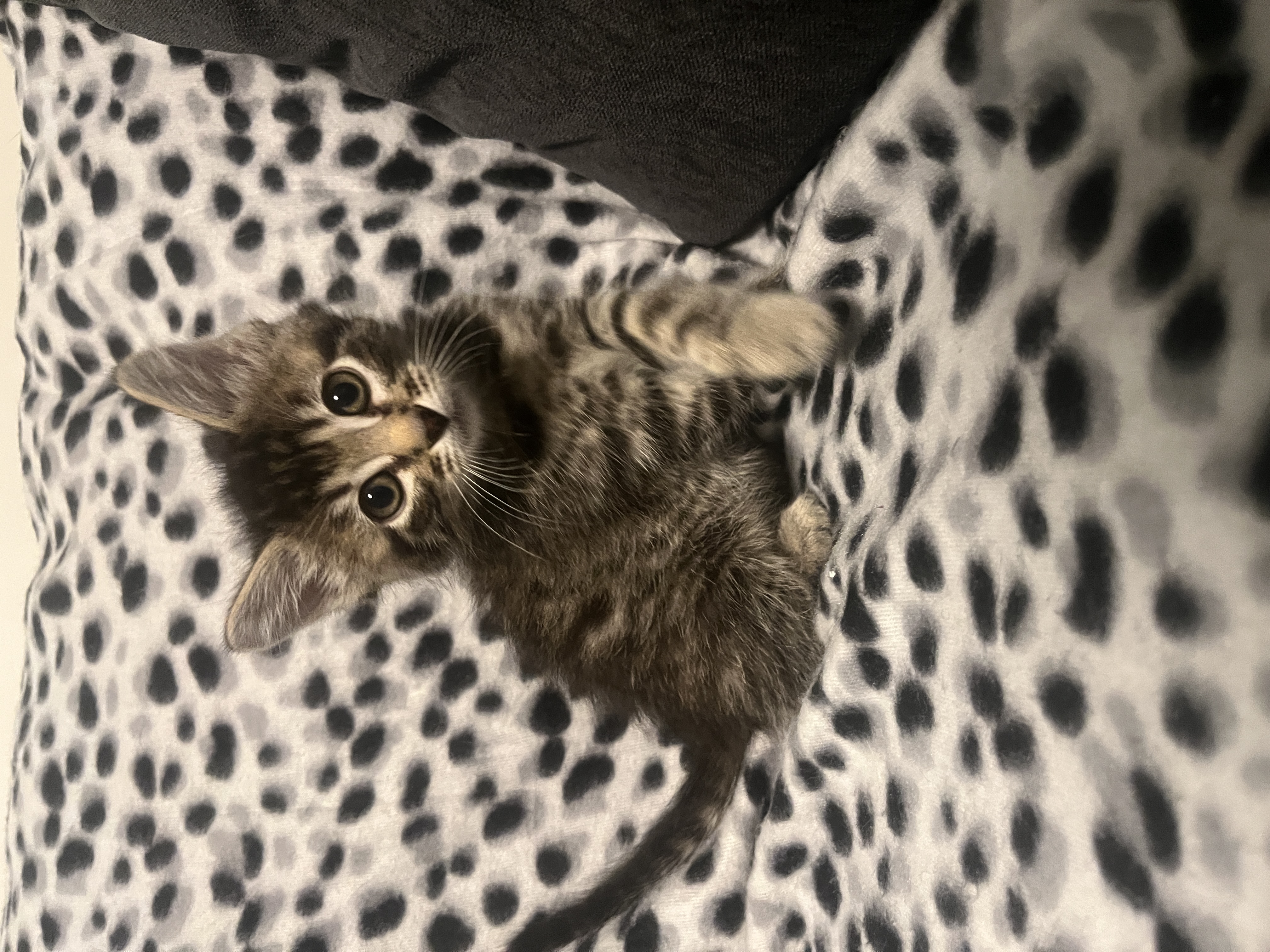 Picture of the Animal Listed