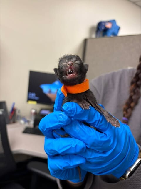 Picture of the Animal Listed