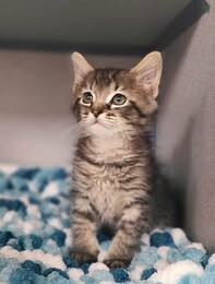 Picture of the Animal Listed