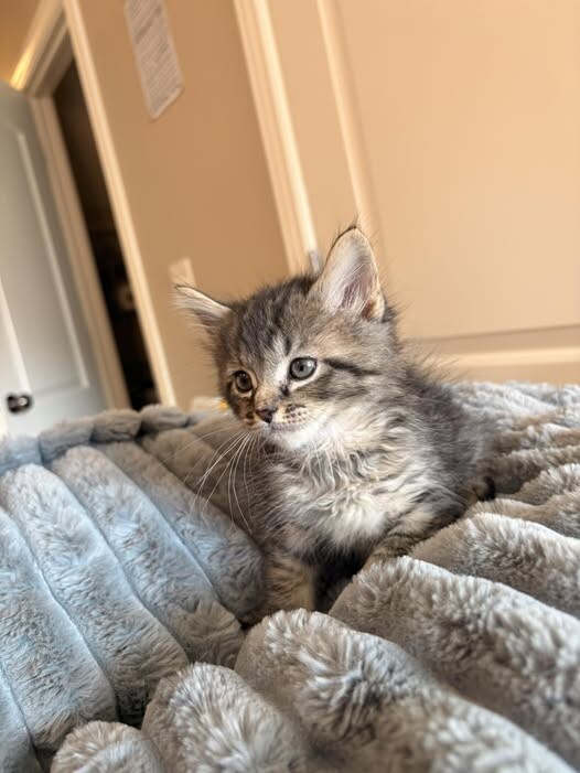 Picture of the Animal Listed