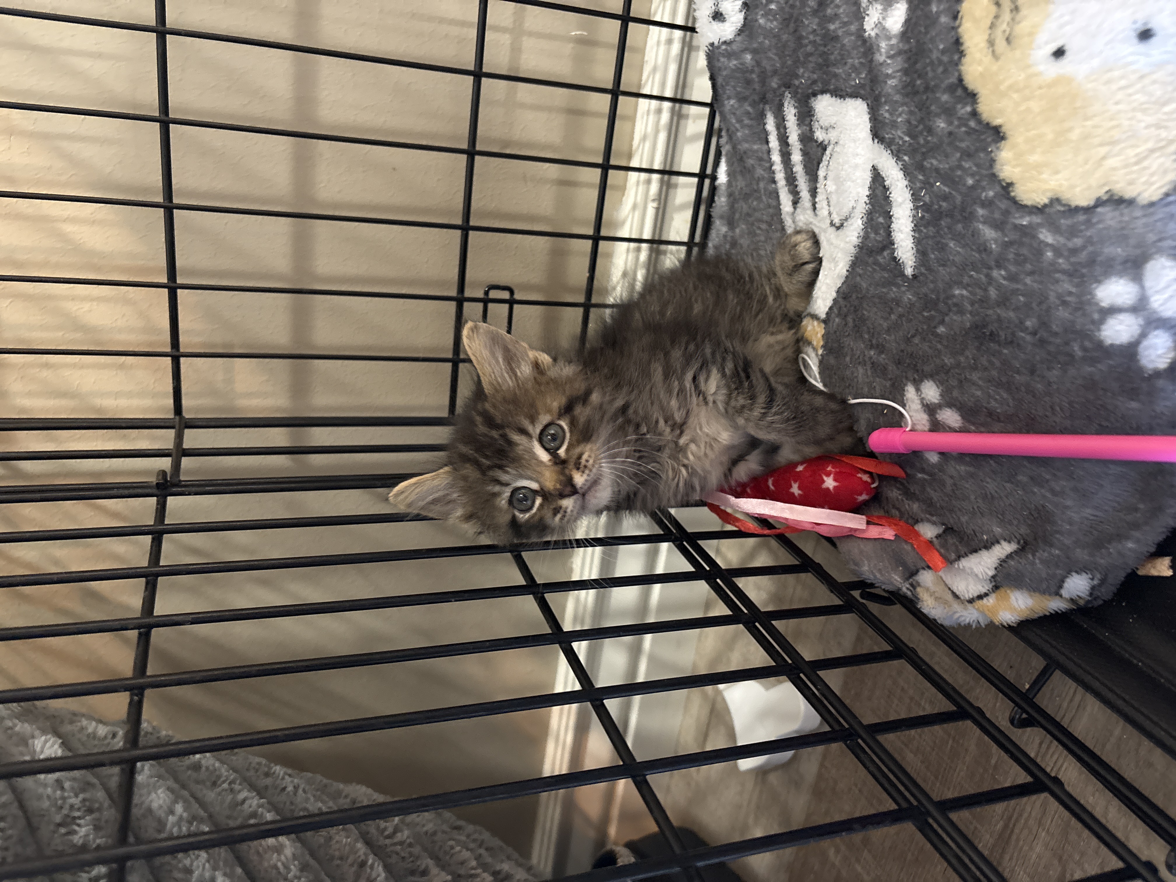 Picture of the Animal Listed