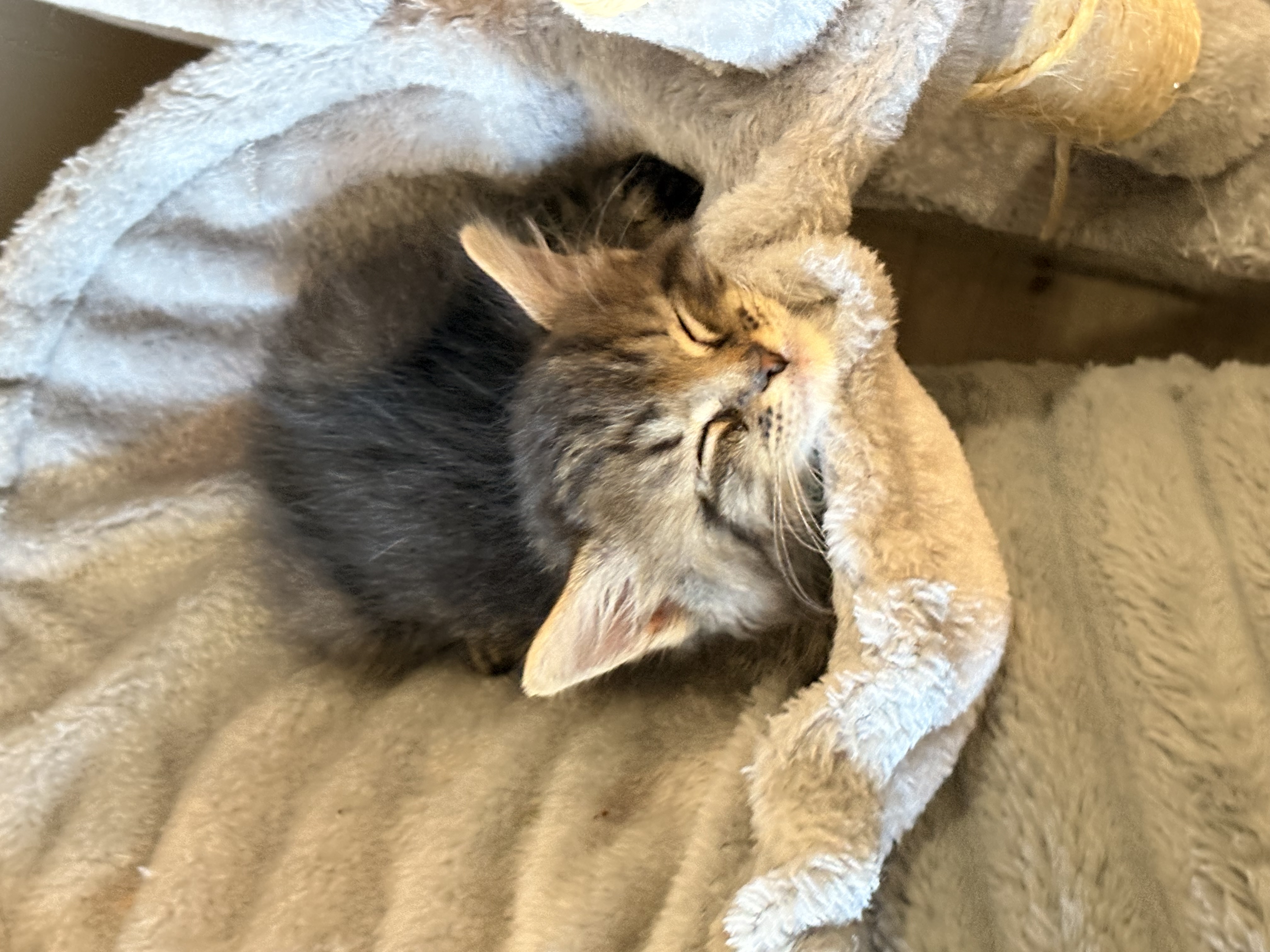 Picture of the Animal Listed