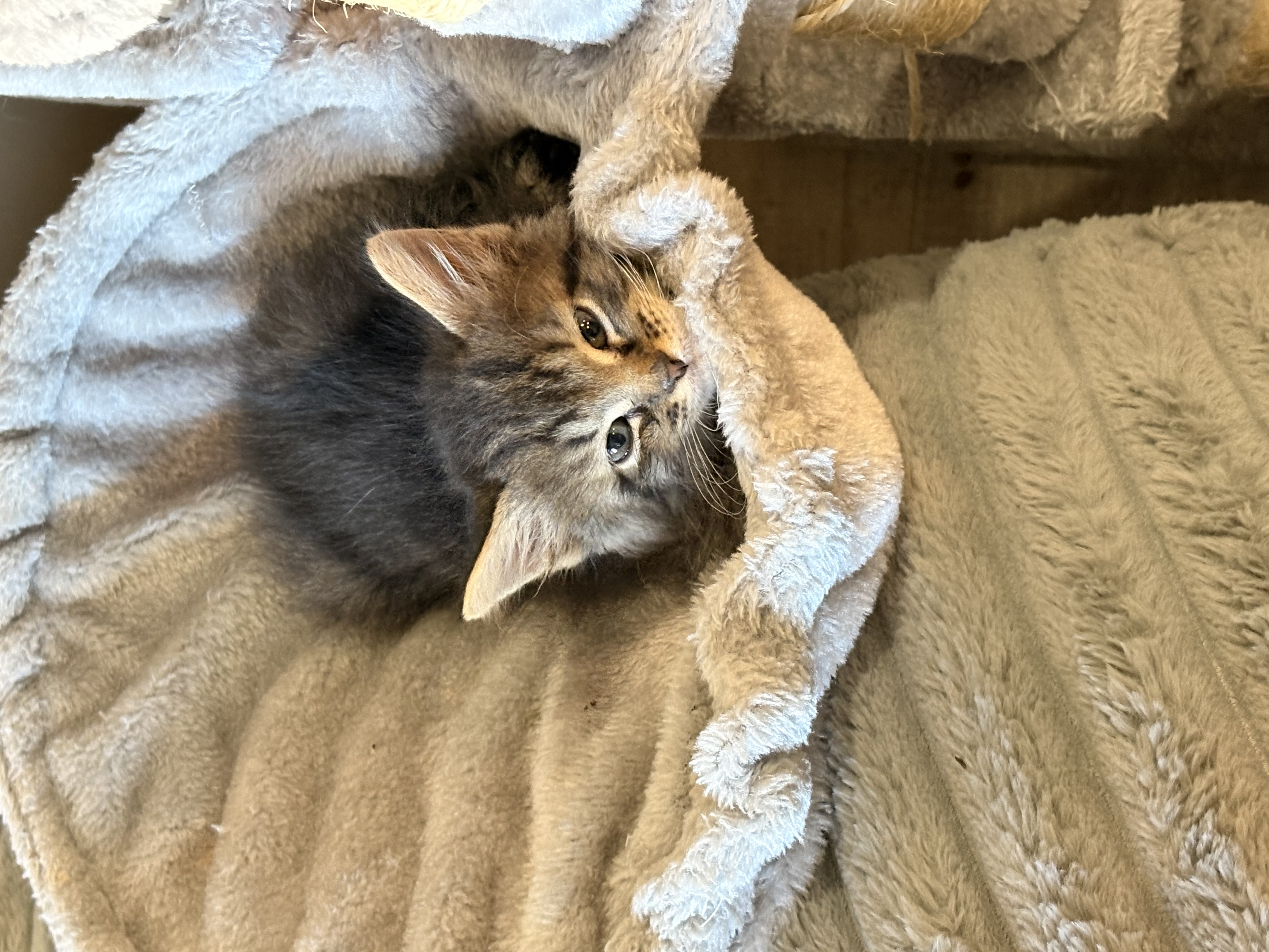 Picture of the Animal Listed