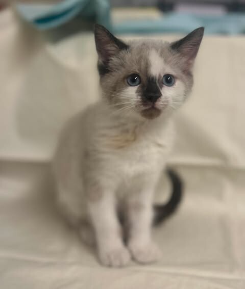 Picture of the Animal Listed