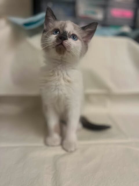 Picture of the Animal Listed