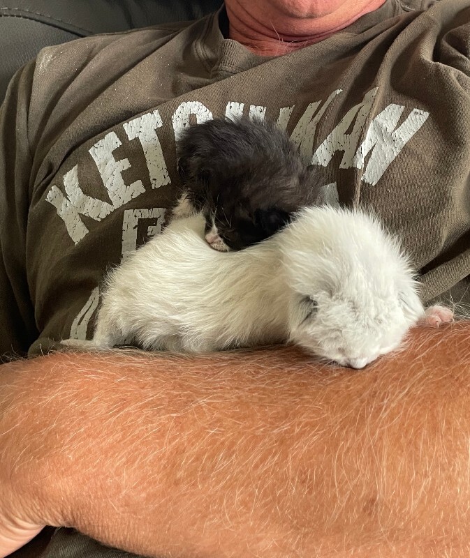 Picture of the Animal Listed