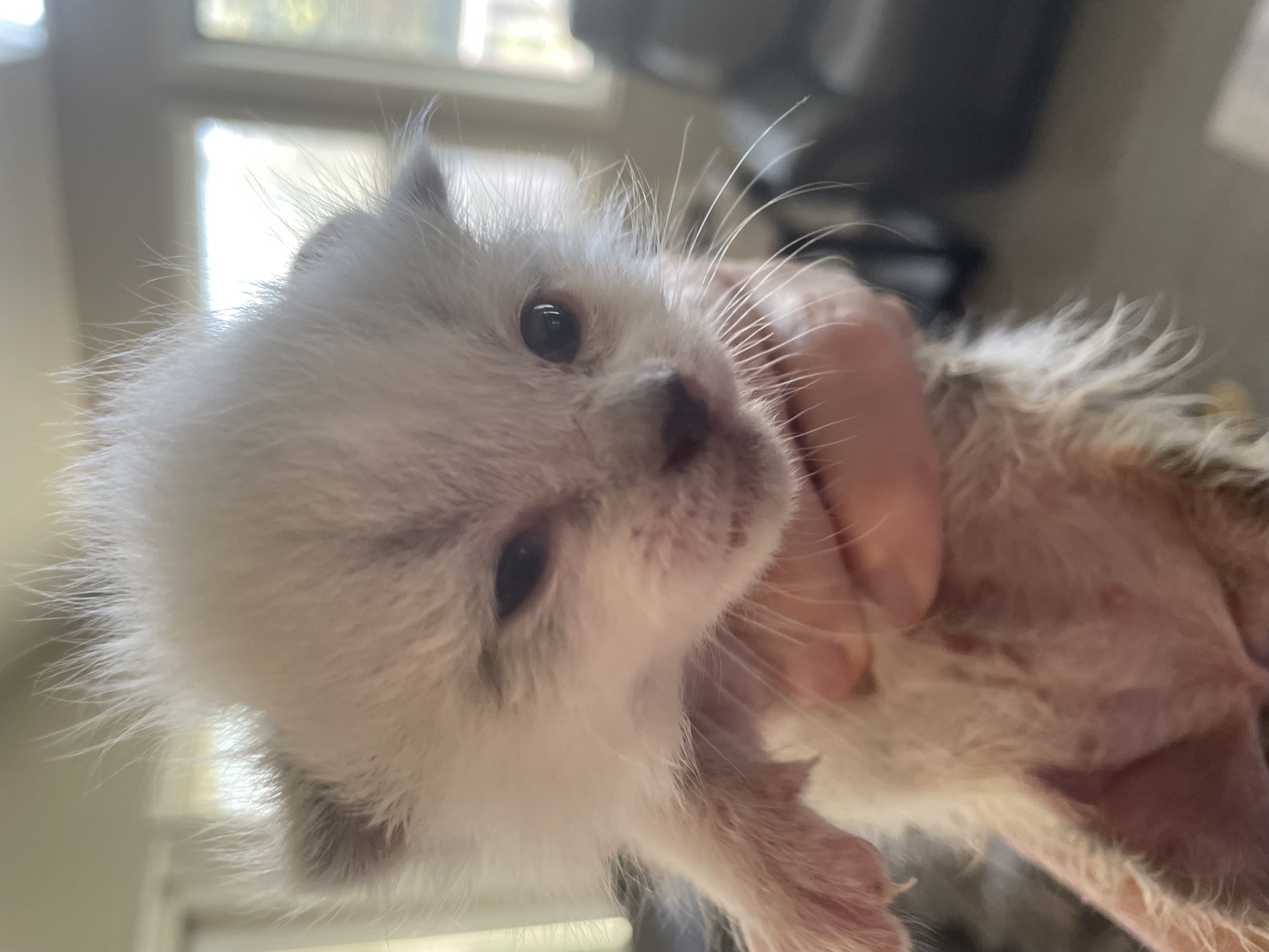 Picture of the Animal Listed