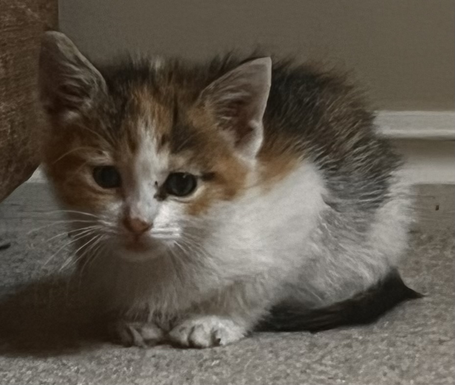 Picture of the Animal Listed