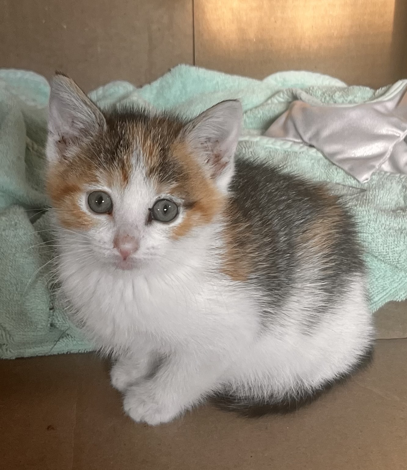 Picture of the Animal Listed