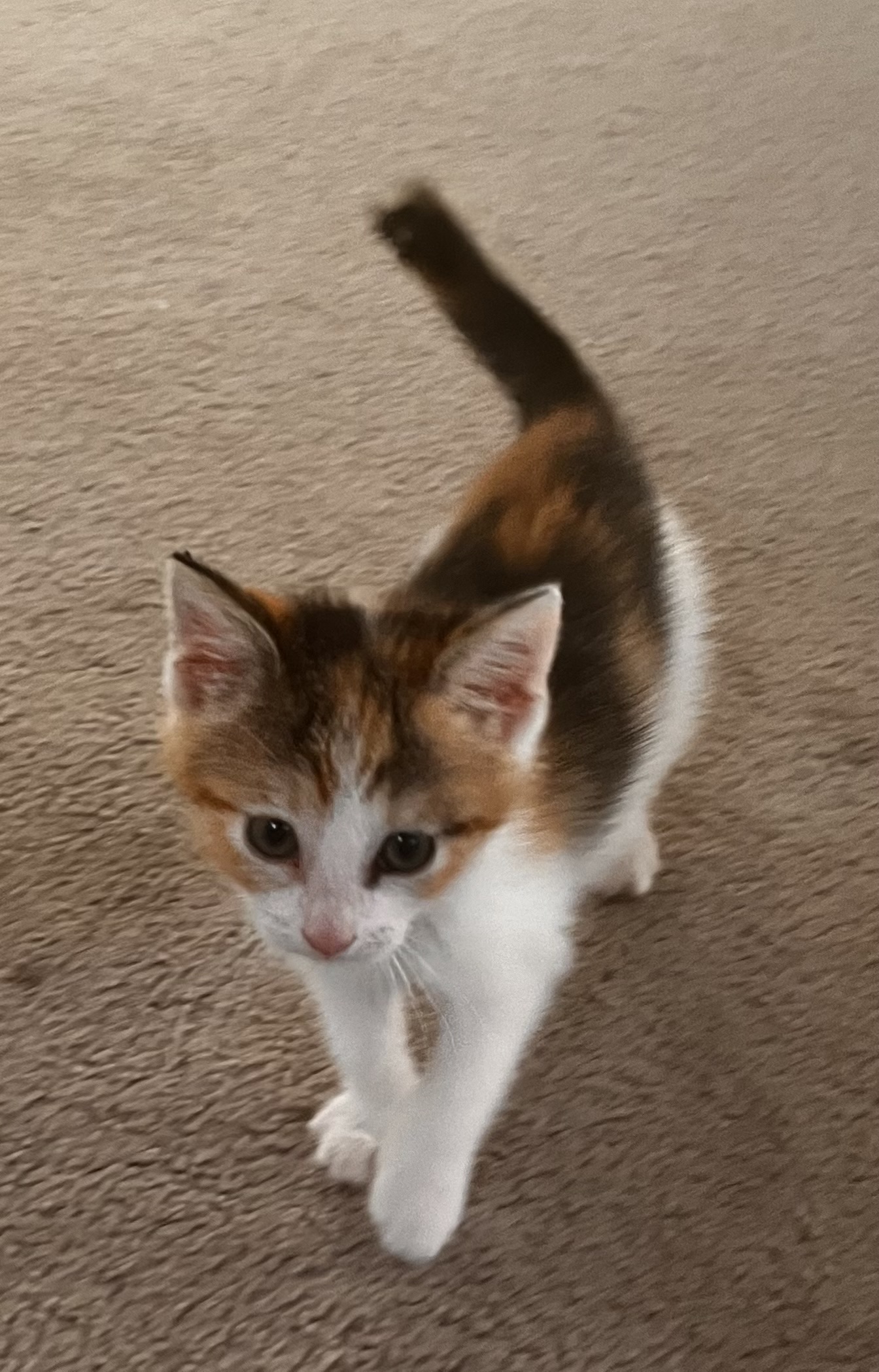 Picture of the Animal Listed