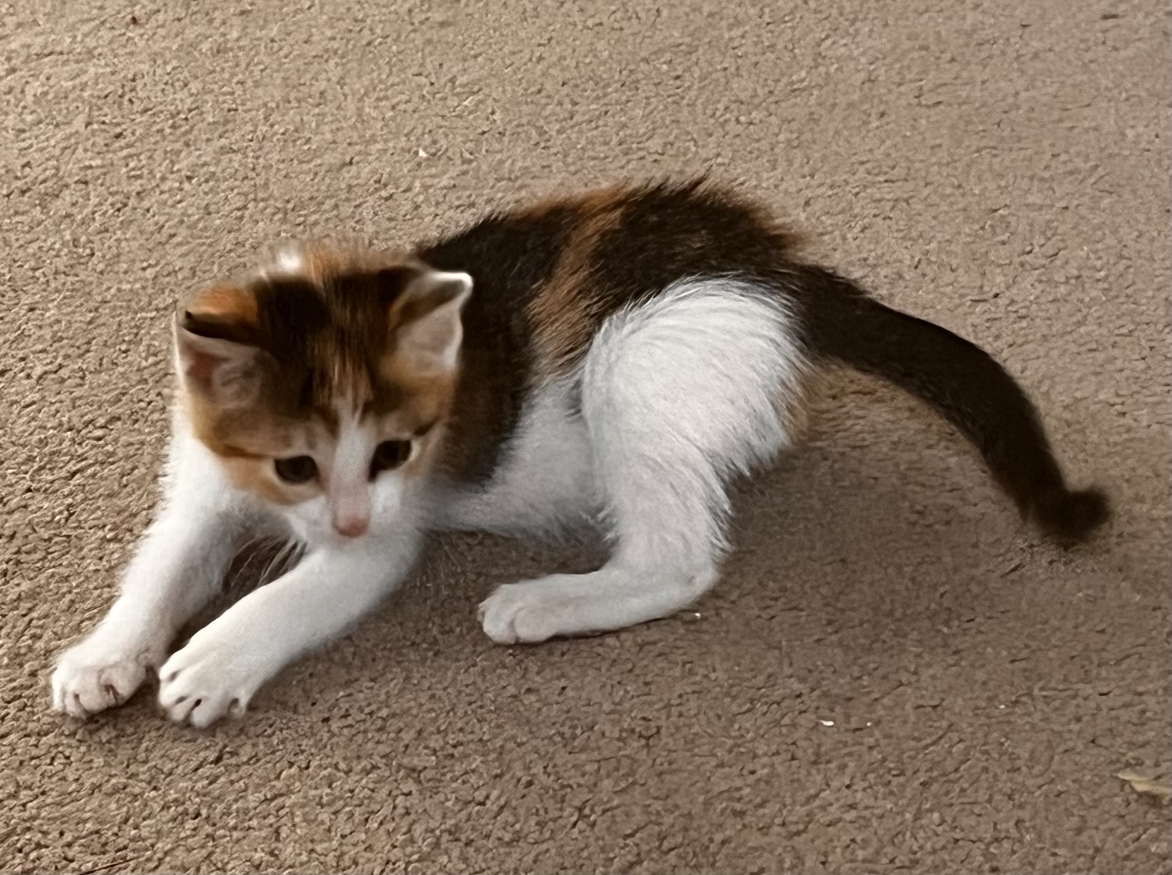 Picture of the Animal Listed