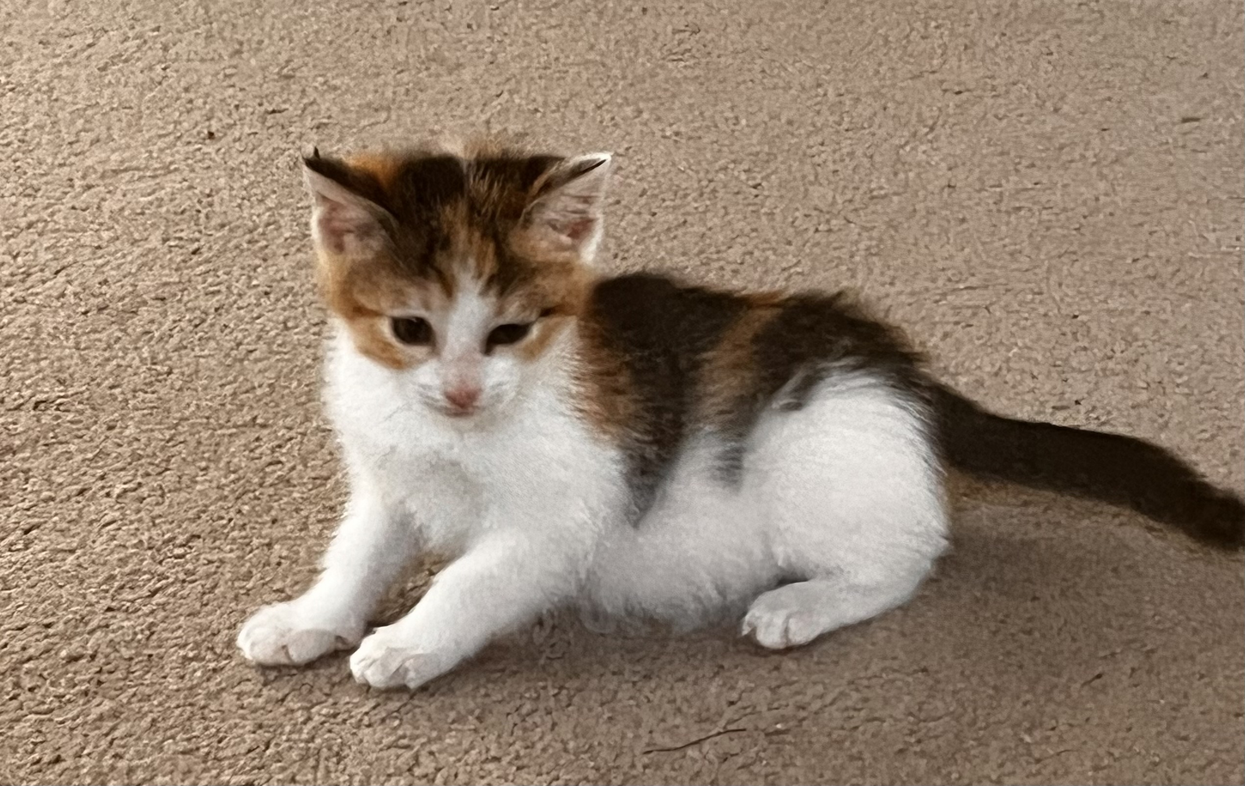 Picture of the Animal Listed