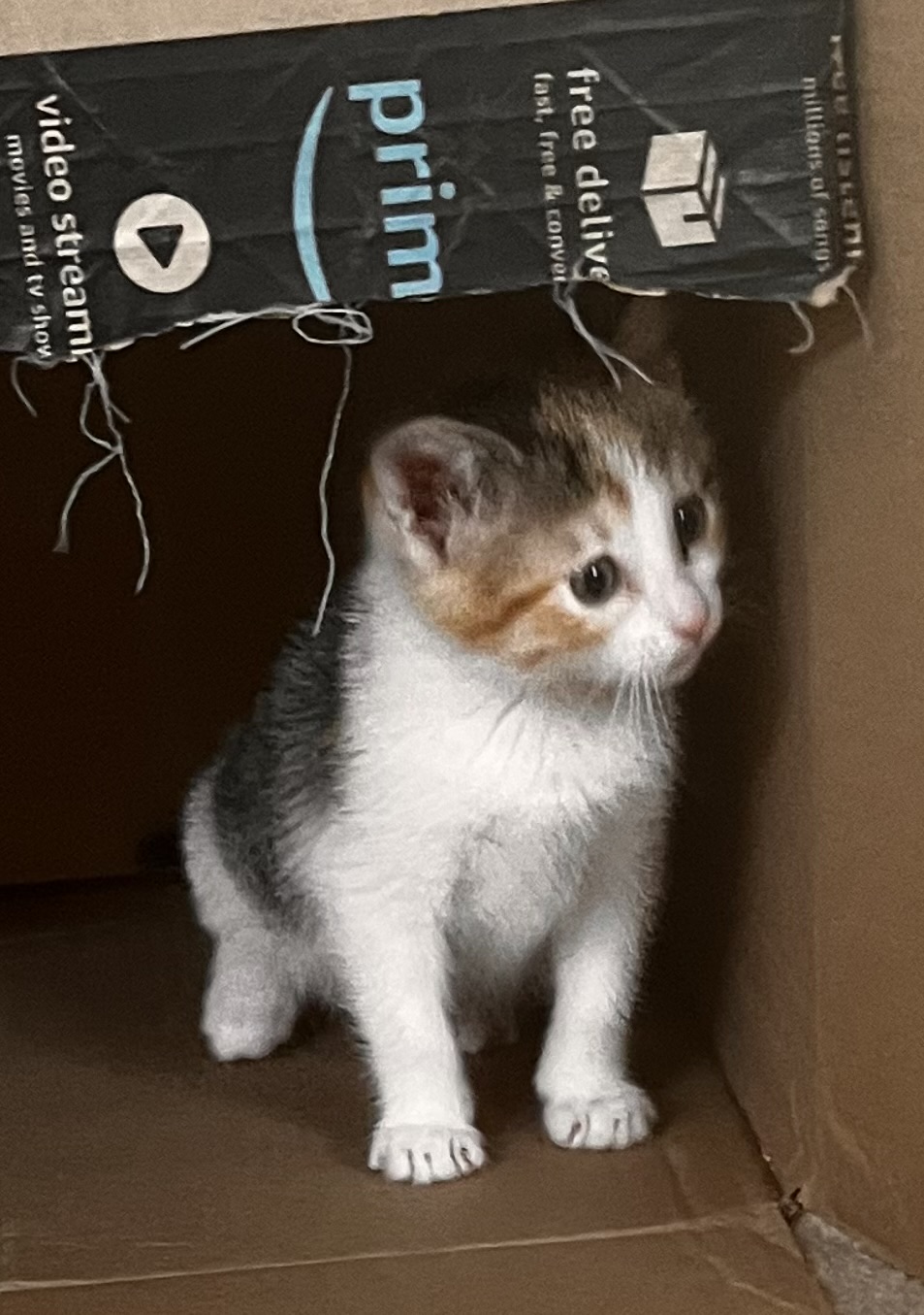 Picture of the Animal Listed