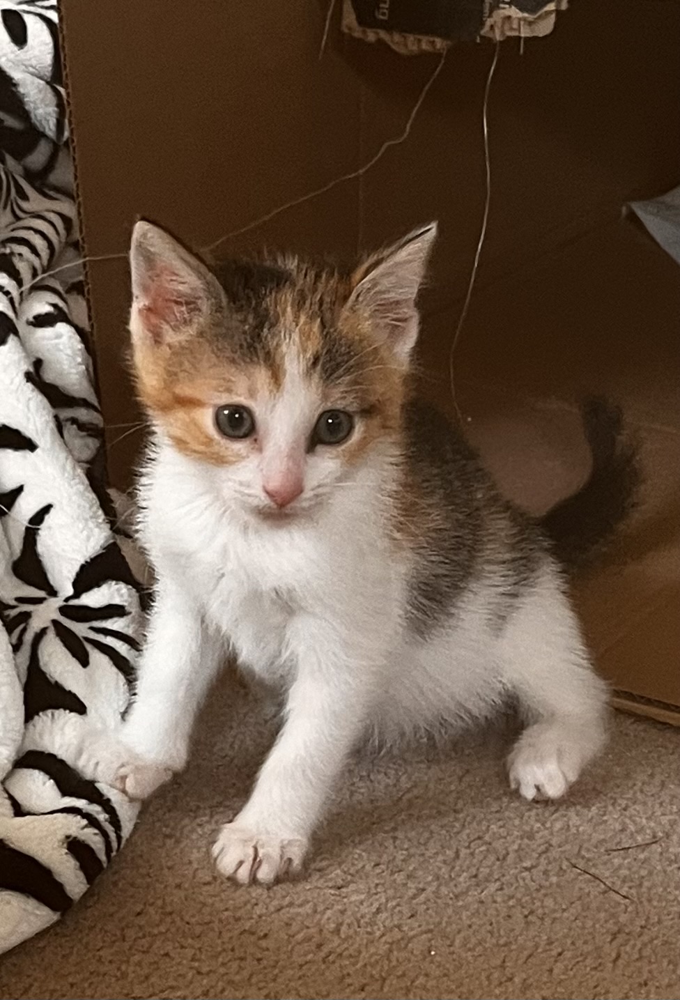 Picture of the Animal Listed