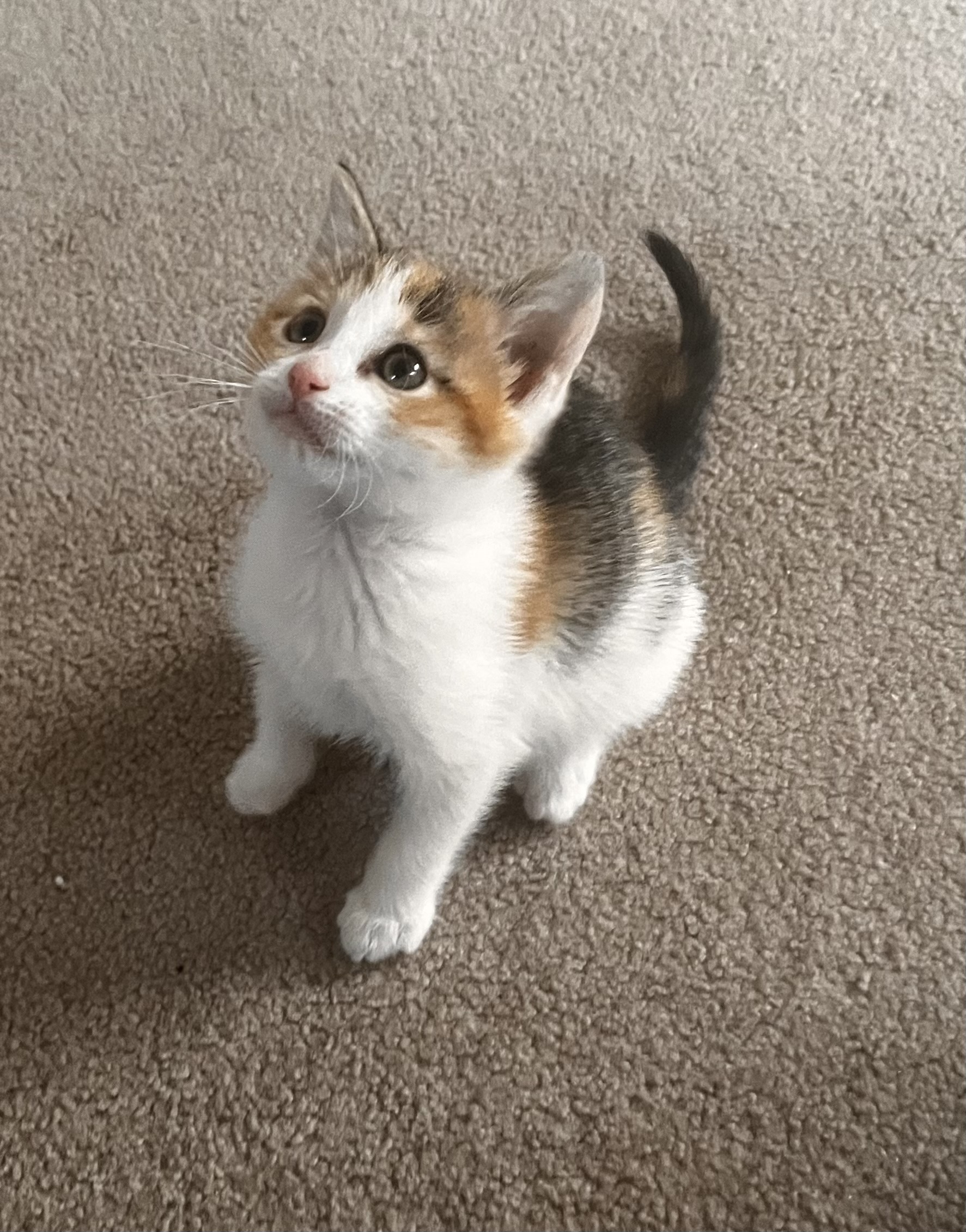 Picture of the Animal Listed