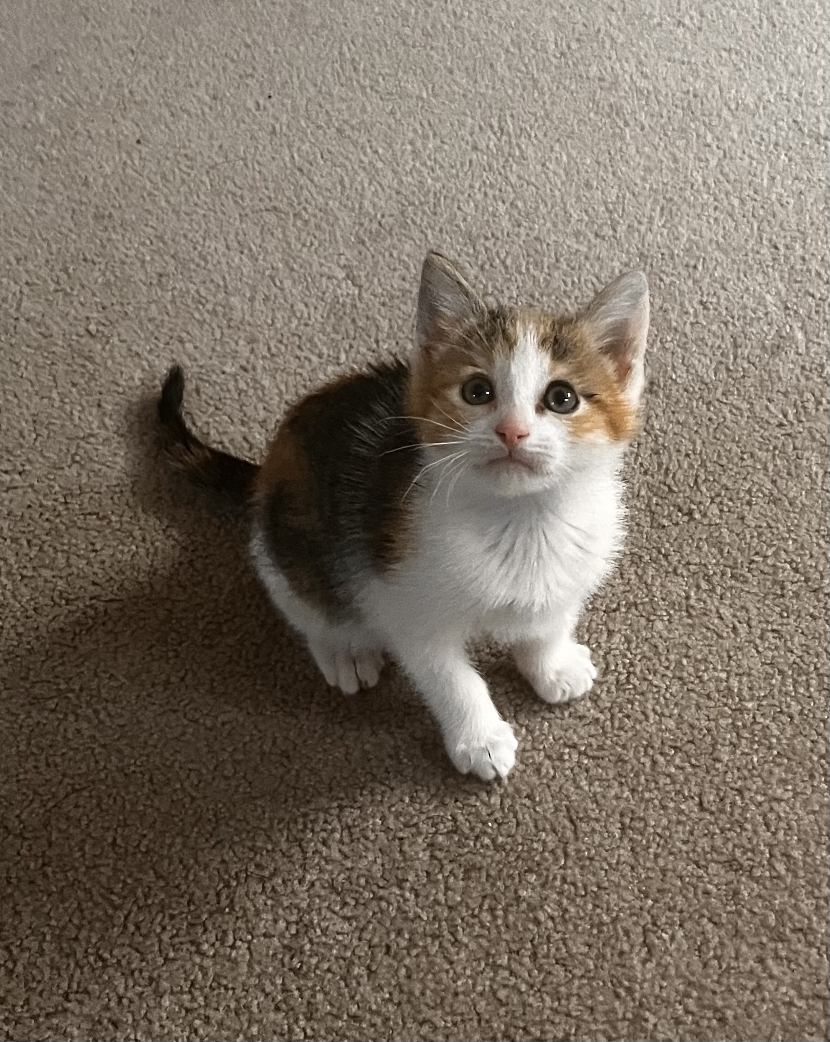 Picture of the Animal Listed