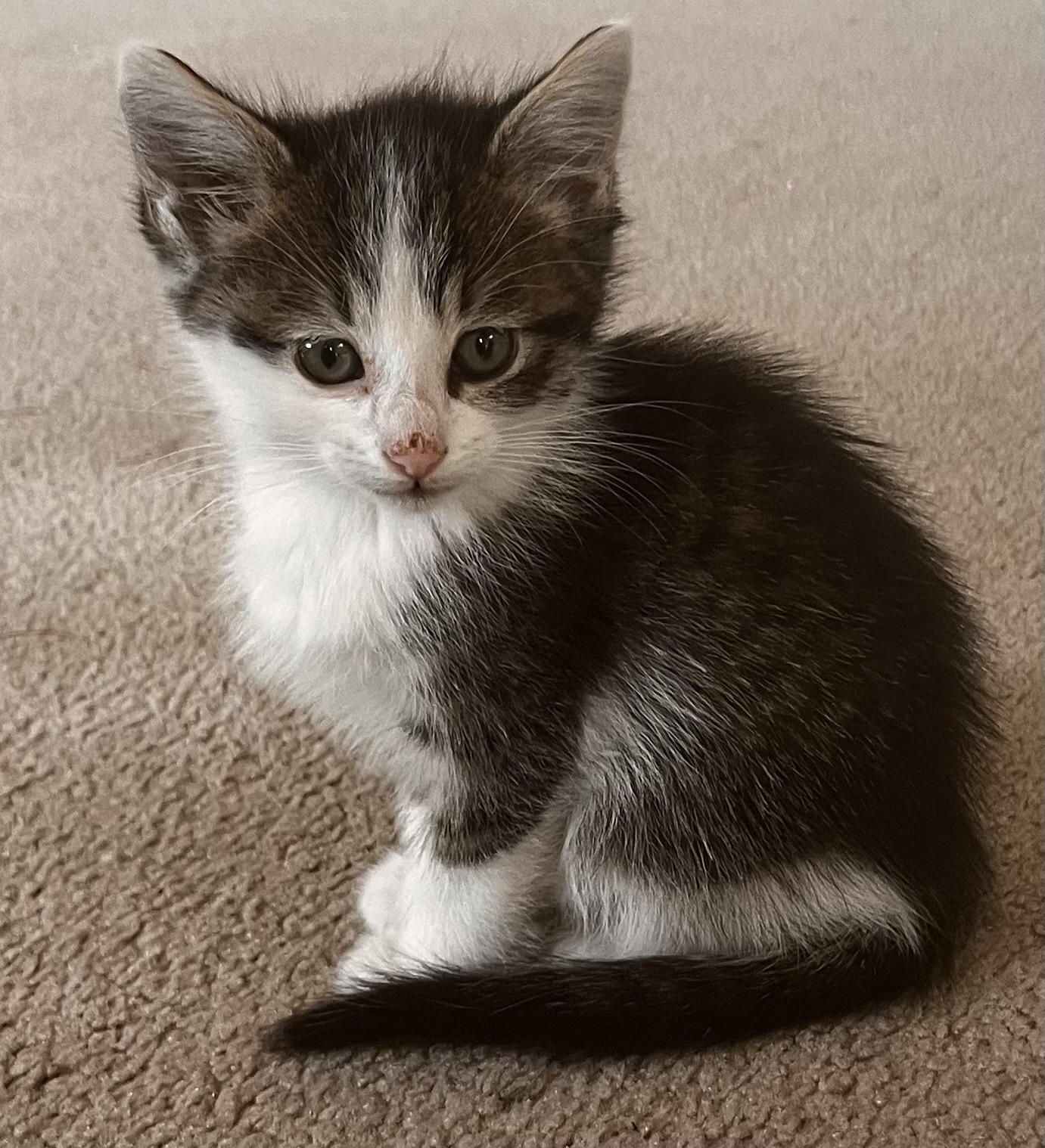 Picture of the Animal Listed