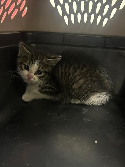 Picture of the Animal Listed