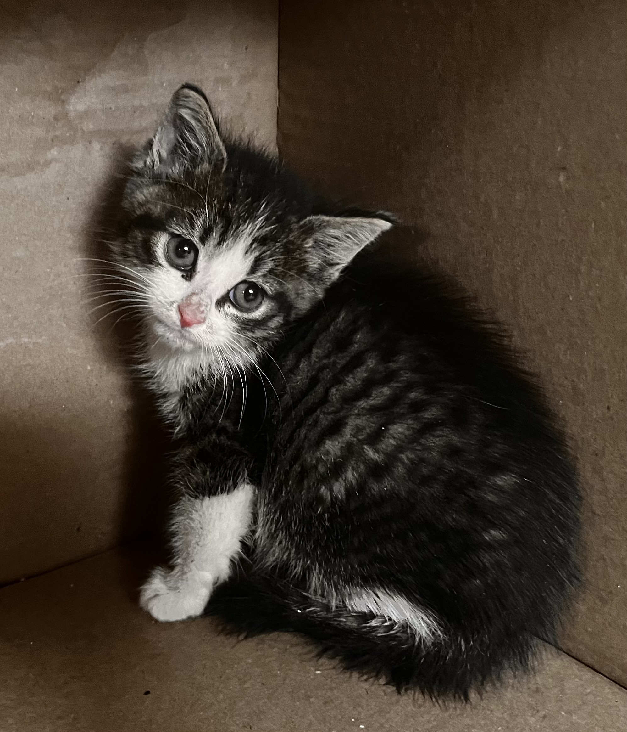 Picture of the Animal Listed