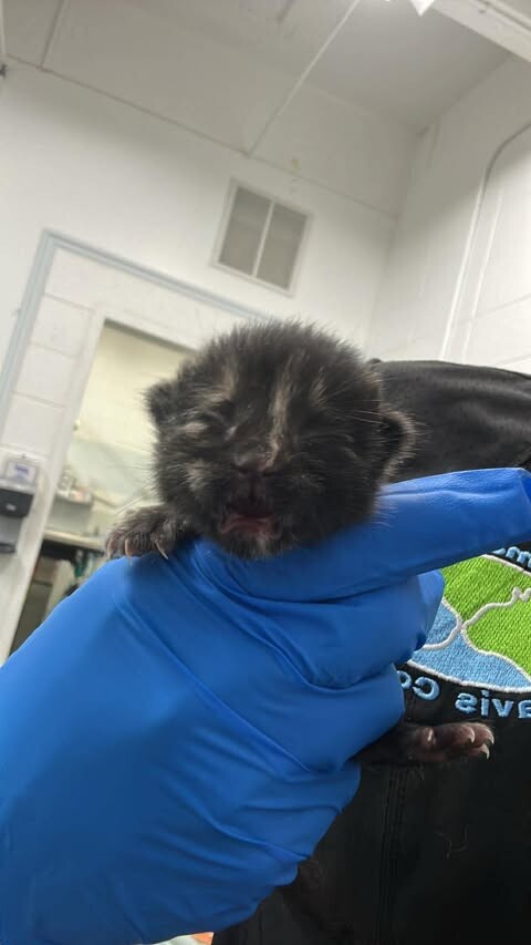Picture of the Animal Listed