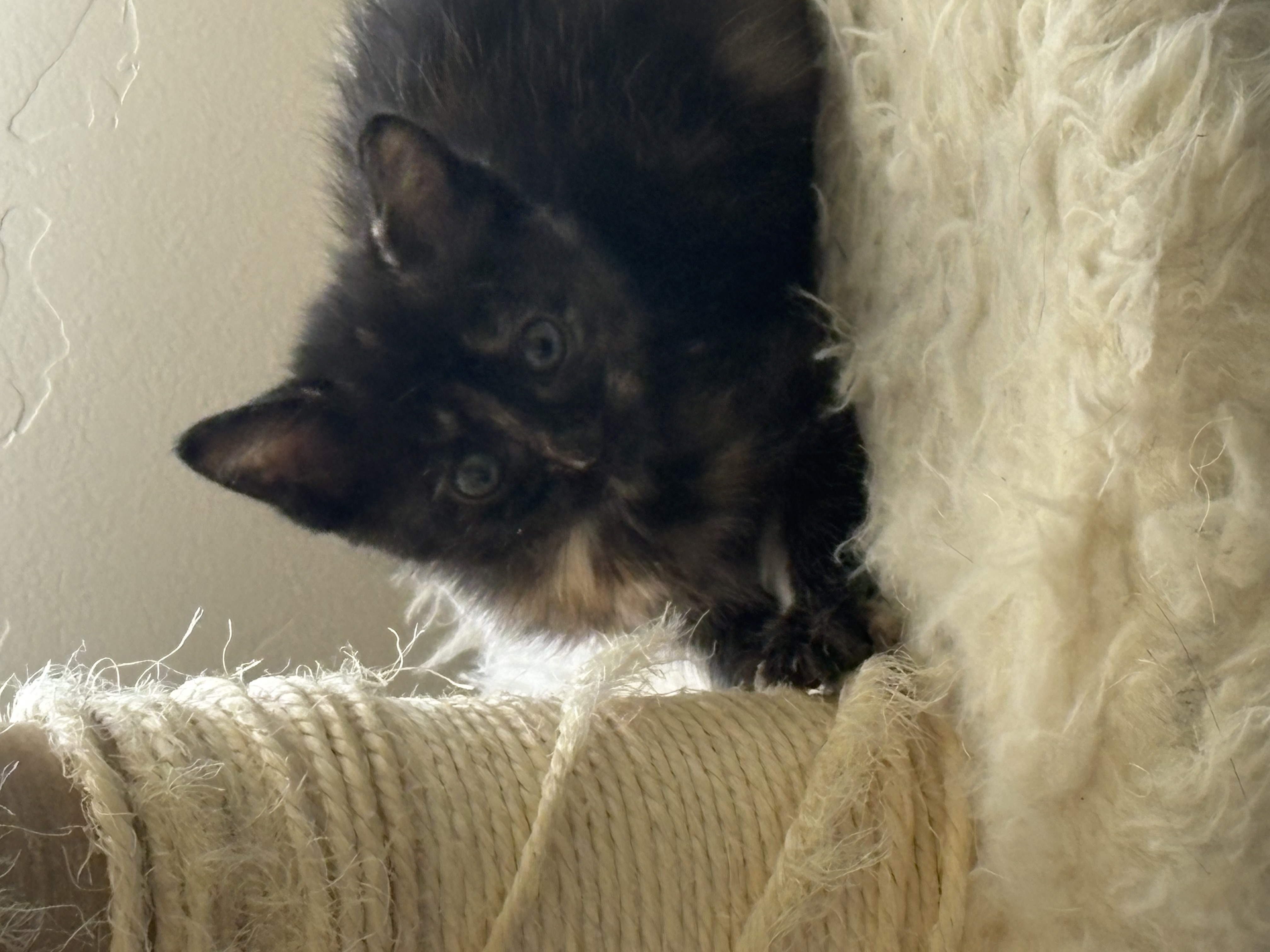 Picture of the Animal Listed