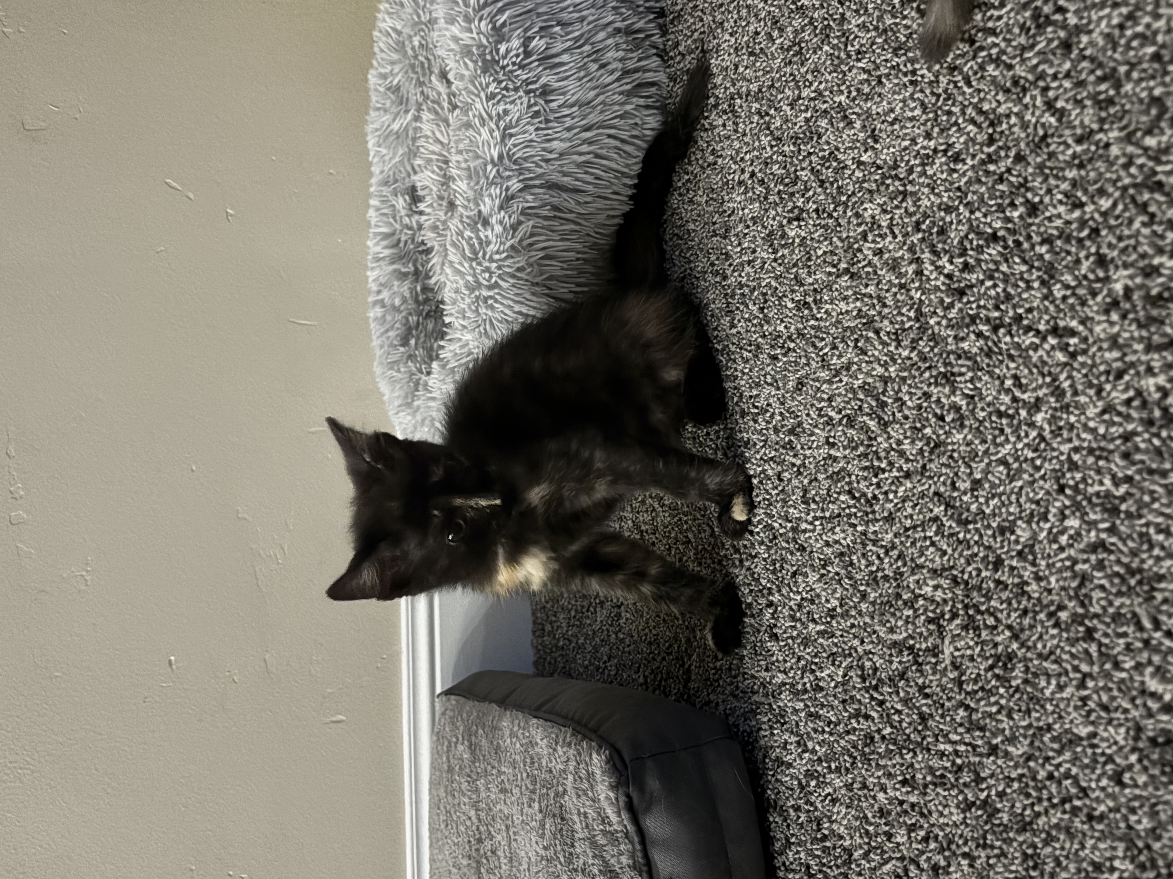 Picture of the Animal Listed
