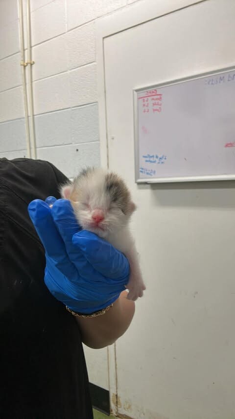 Picture of the Animal Listed